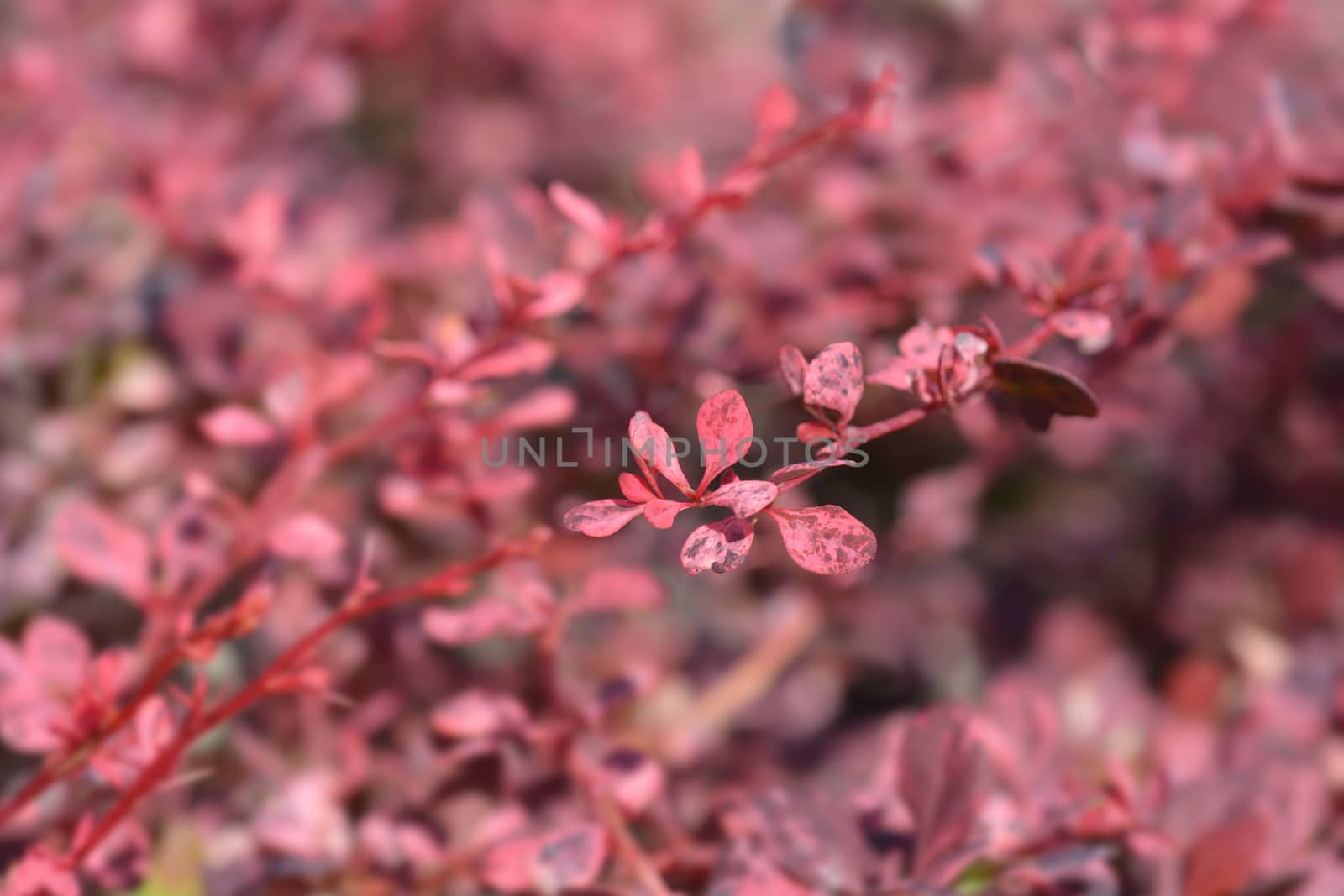 Japanese barberry Harlequin - Latin name - Berberis thunbergii Harlequin