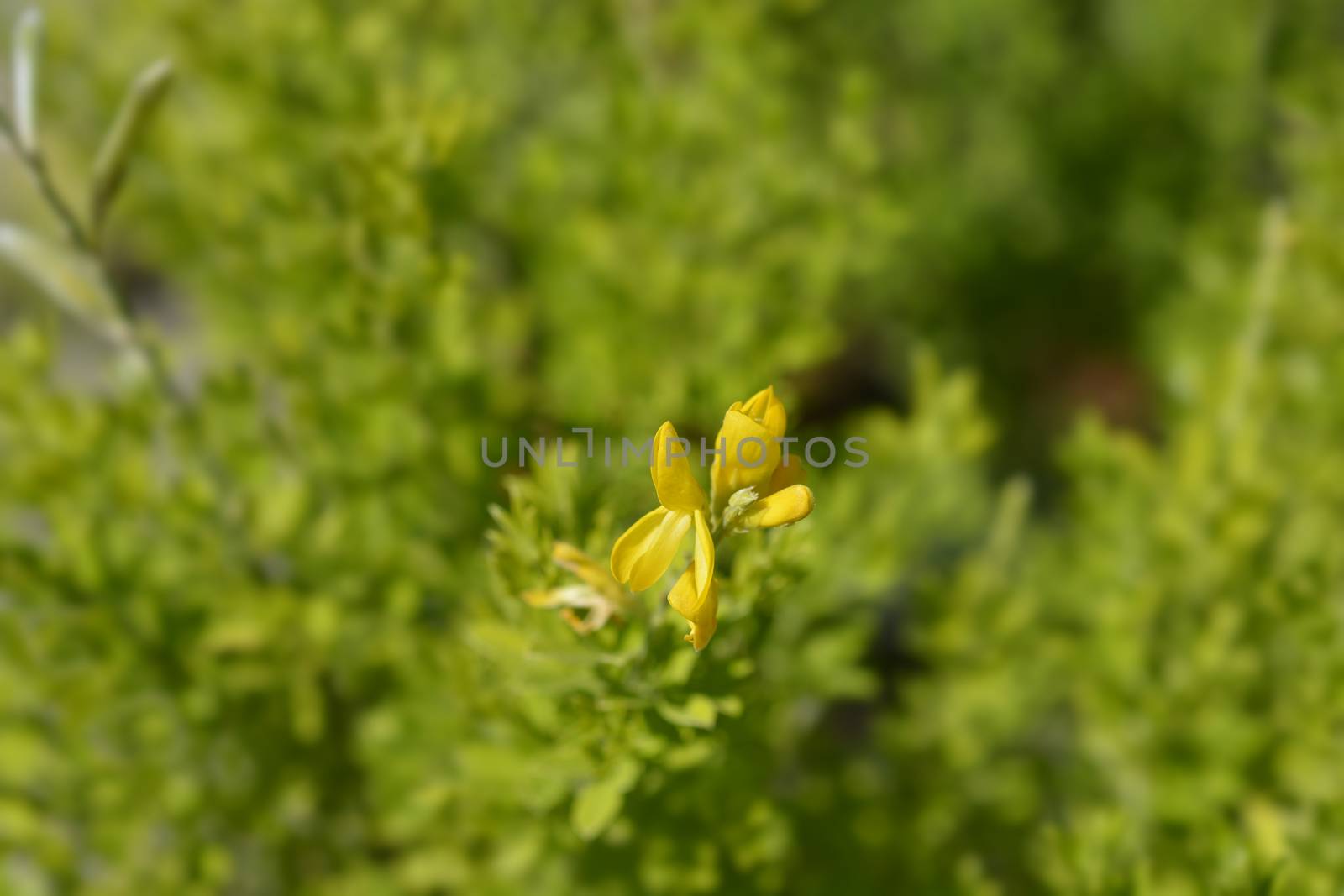 Easter broom flowers - Latin name - Genista x spachiana