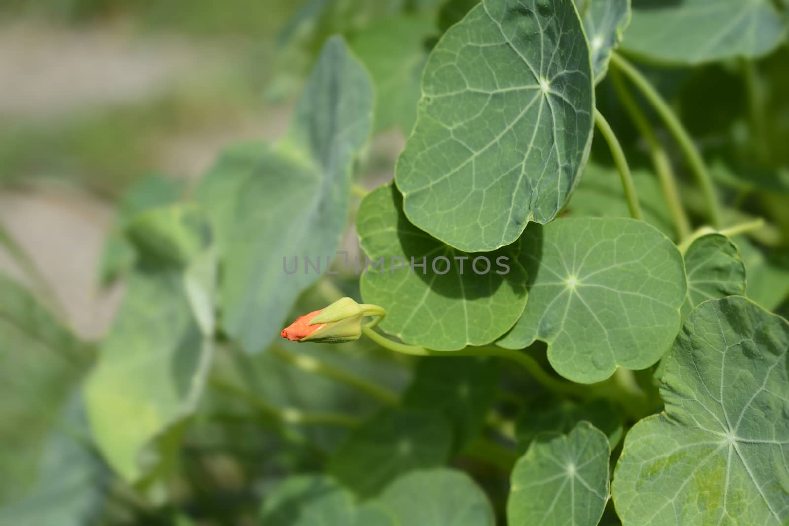 Garden nasturtium by nahhan