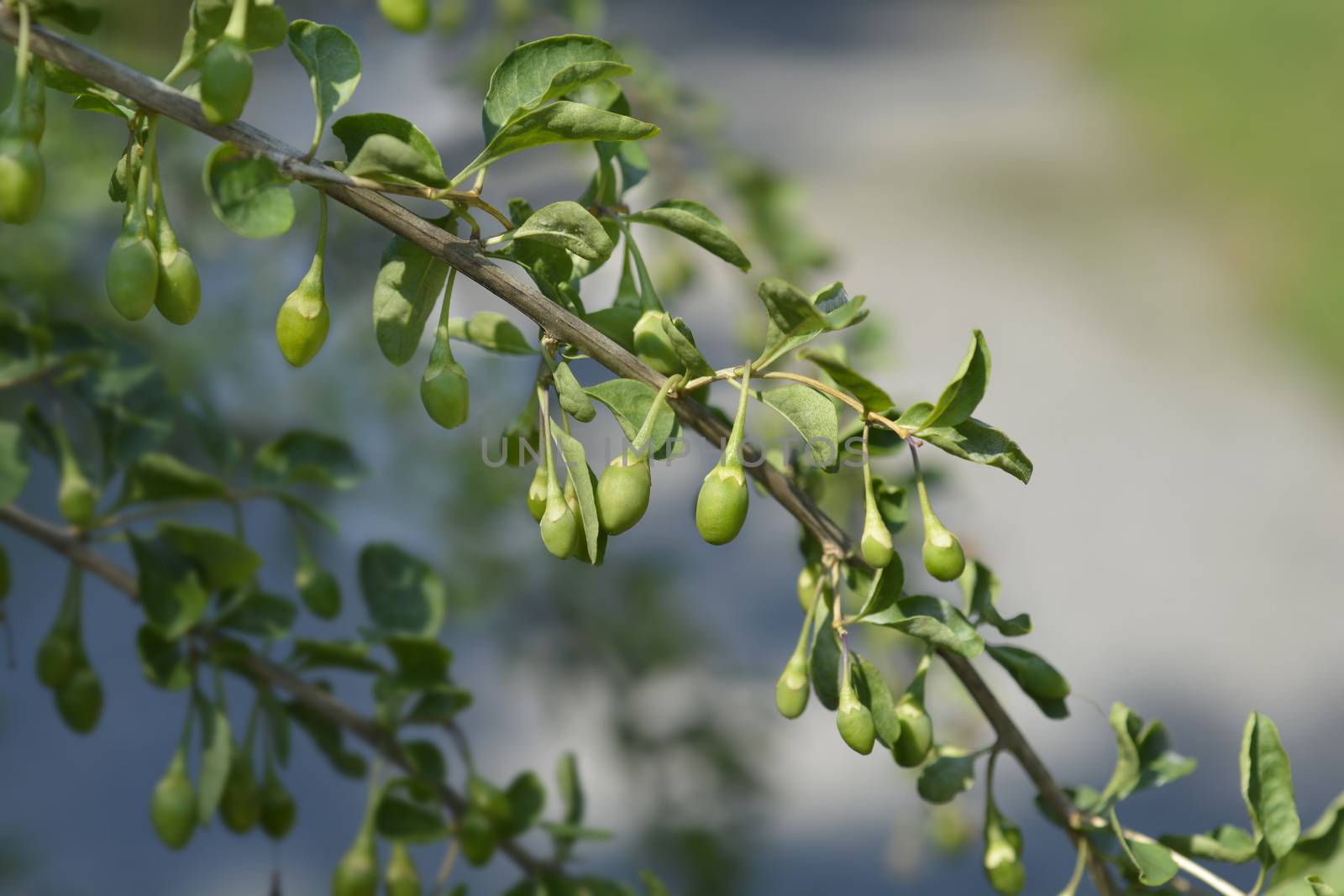 Chinese boxthorn unripe berries - Latin name - Lycium chinense