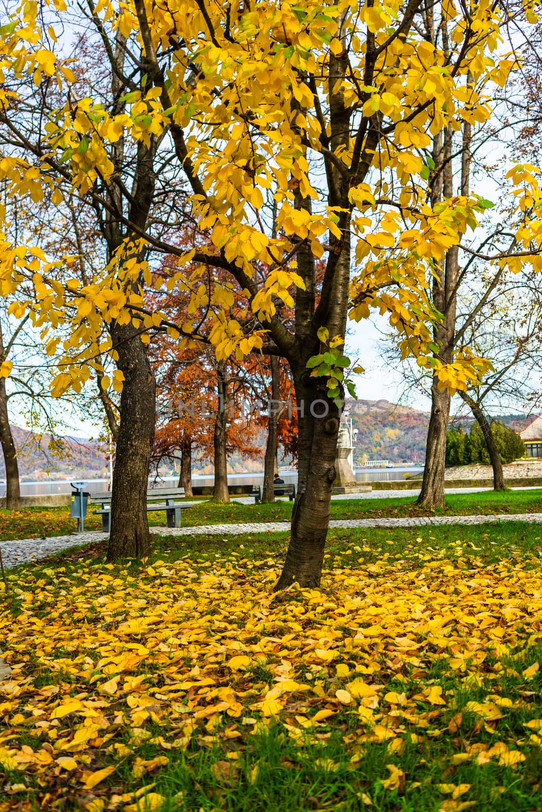 Autumn season with fallen leaves in autumn colorful park alley. Colorful trees and fallen leaves in autumn park. Beautiful autumn path on a sunny day.