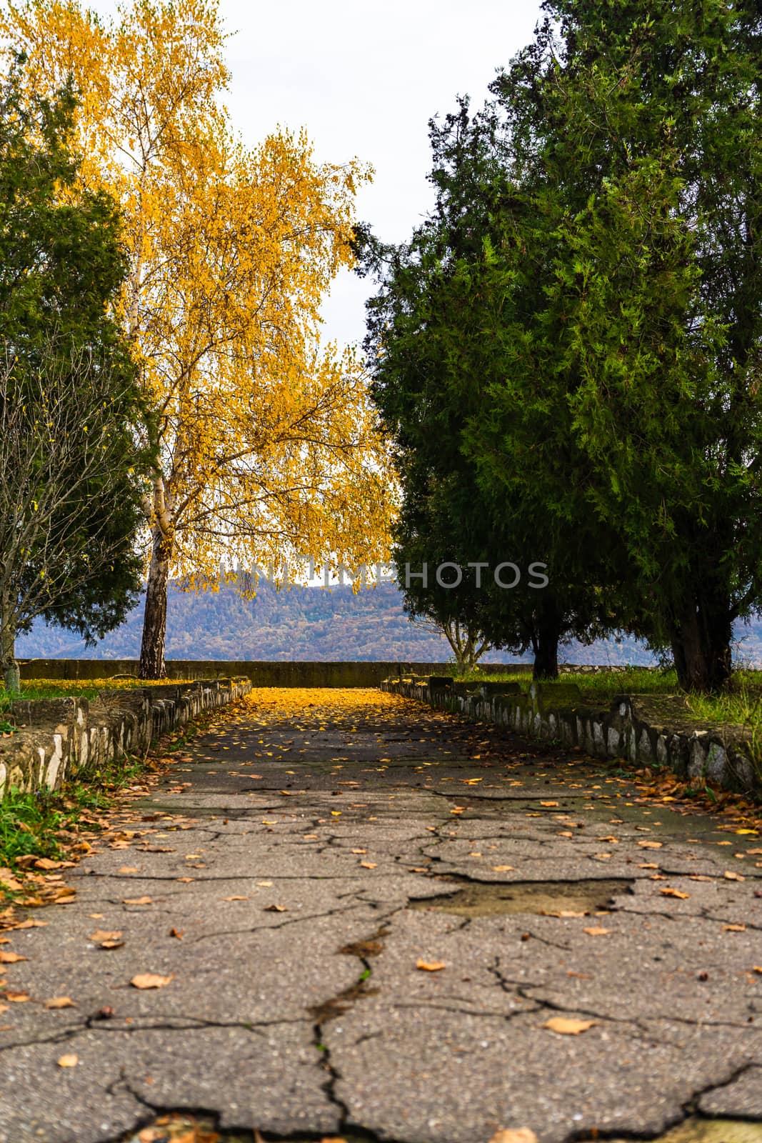 Autumn season with fallen leaves in autumn colorful park alley. Colorful trees and fallen leaves in autumn park. Beautiful autumn path on a sunny day.