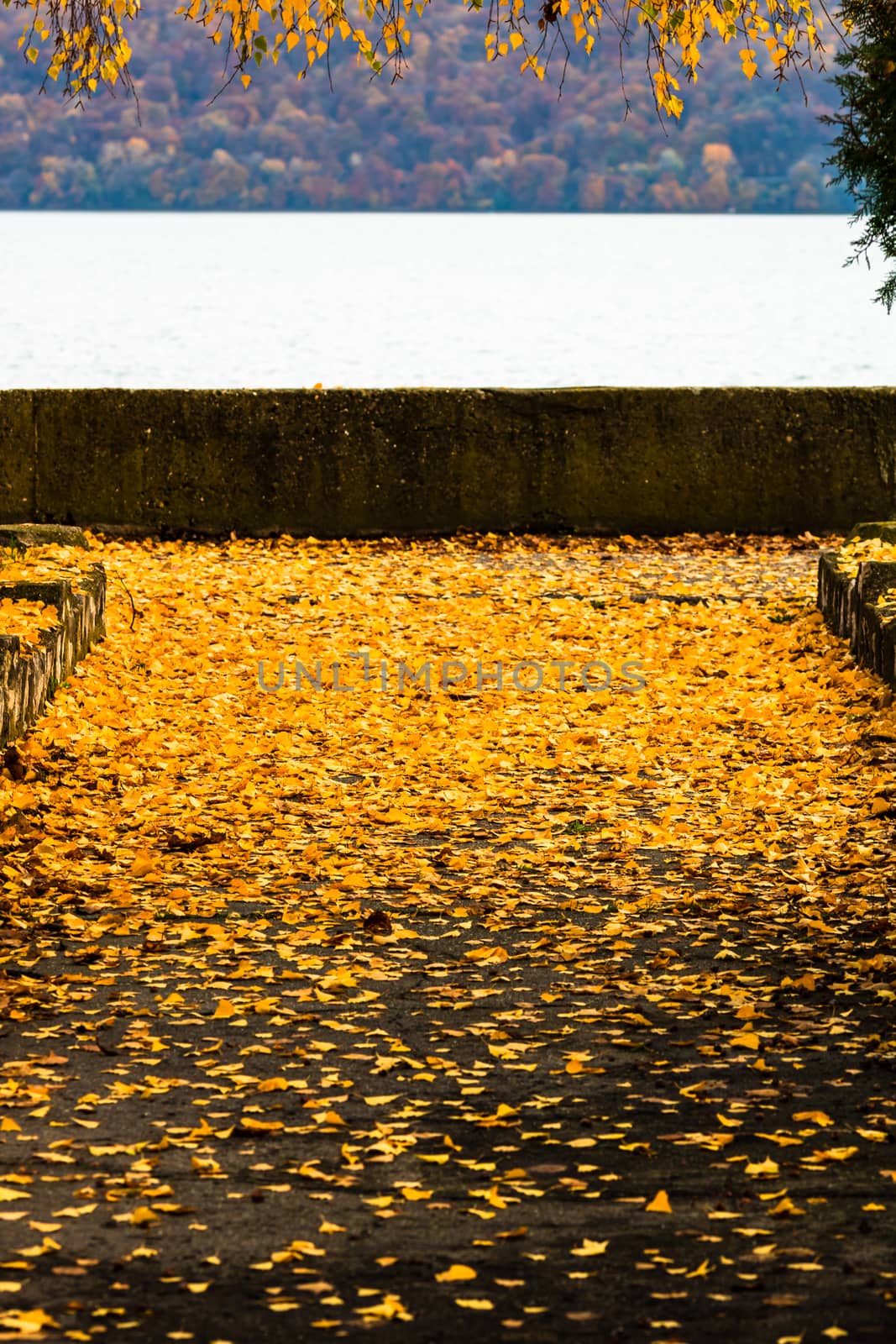 Beautiful autumn path on a sunny day. Autumn season with fallen leaves in autumn colorful park alley. Colorful trees and fallen leaves in autumn park. Beautiful autumn path on a sunny day.