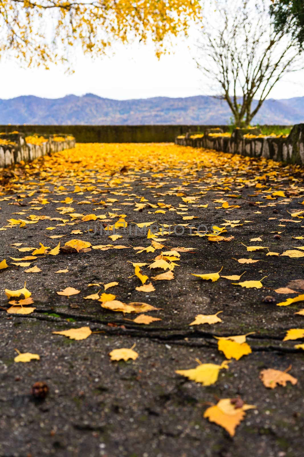 Autumn season. Colorful fallen leaves in park. Beautiful autumn  by vladispas