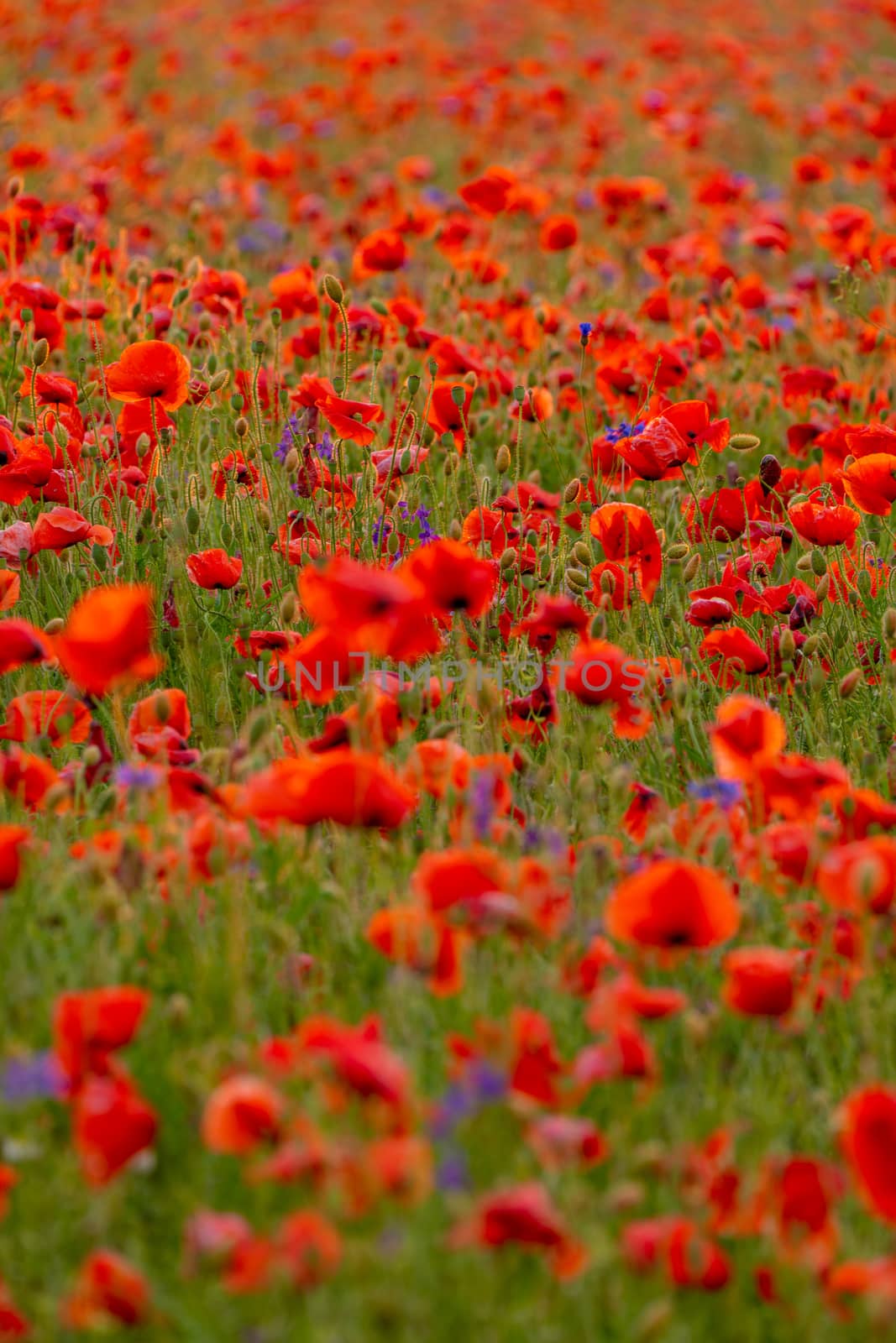 Poppy flowers field at sunset or sunrise. Agriculture and natural background