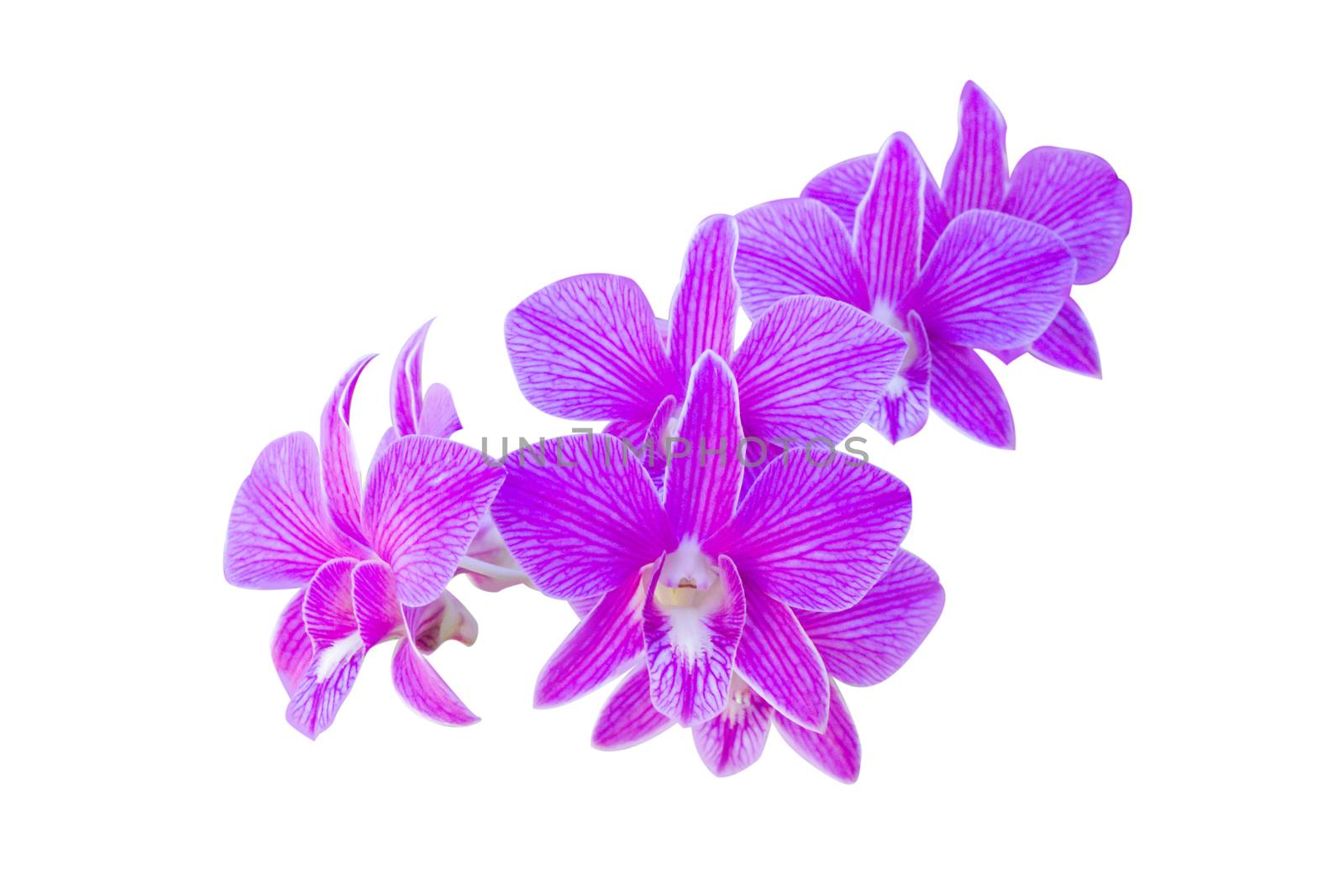 Closeup purple orchid flower on white background by pt.pongsak@gmail.com