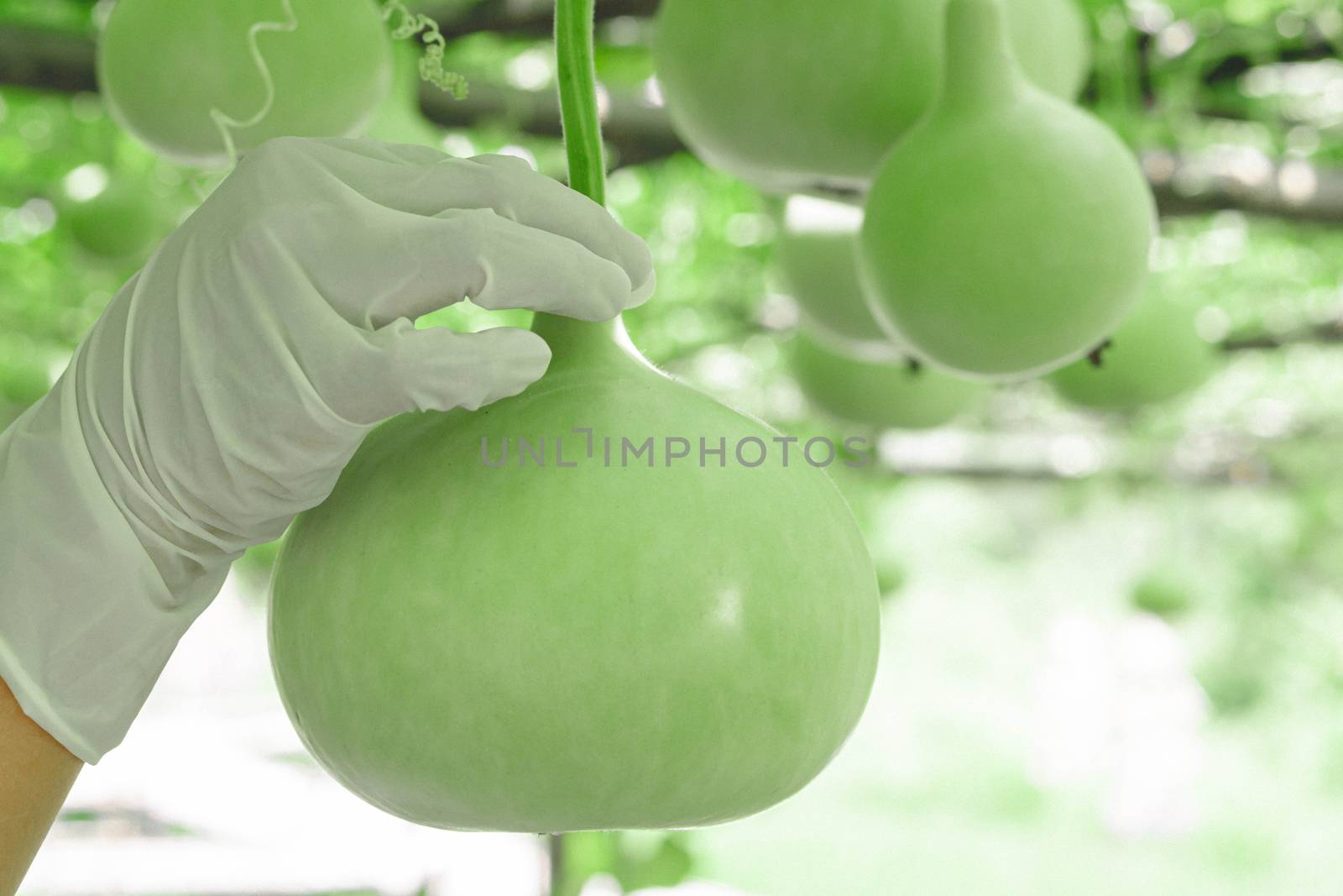 Close up woman hand holding green bottle gourd or calabash gourd on branch, selective focus