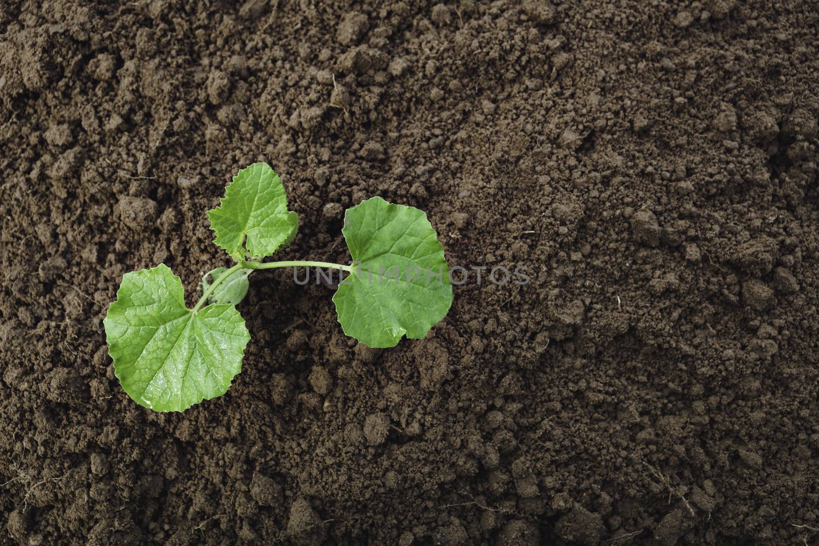 Seedling and plant growing in soil and copy space for insert text