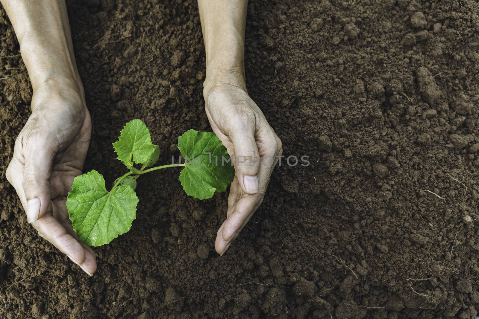 Hand protecting a green young plant with growing in the soil on  by kirisa99