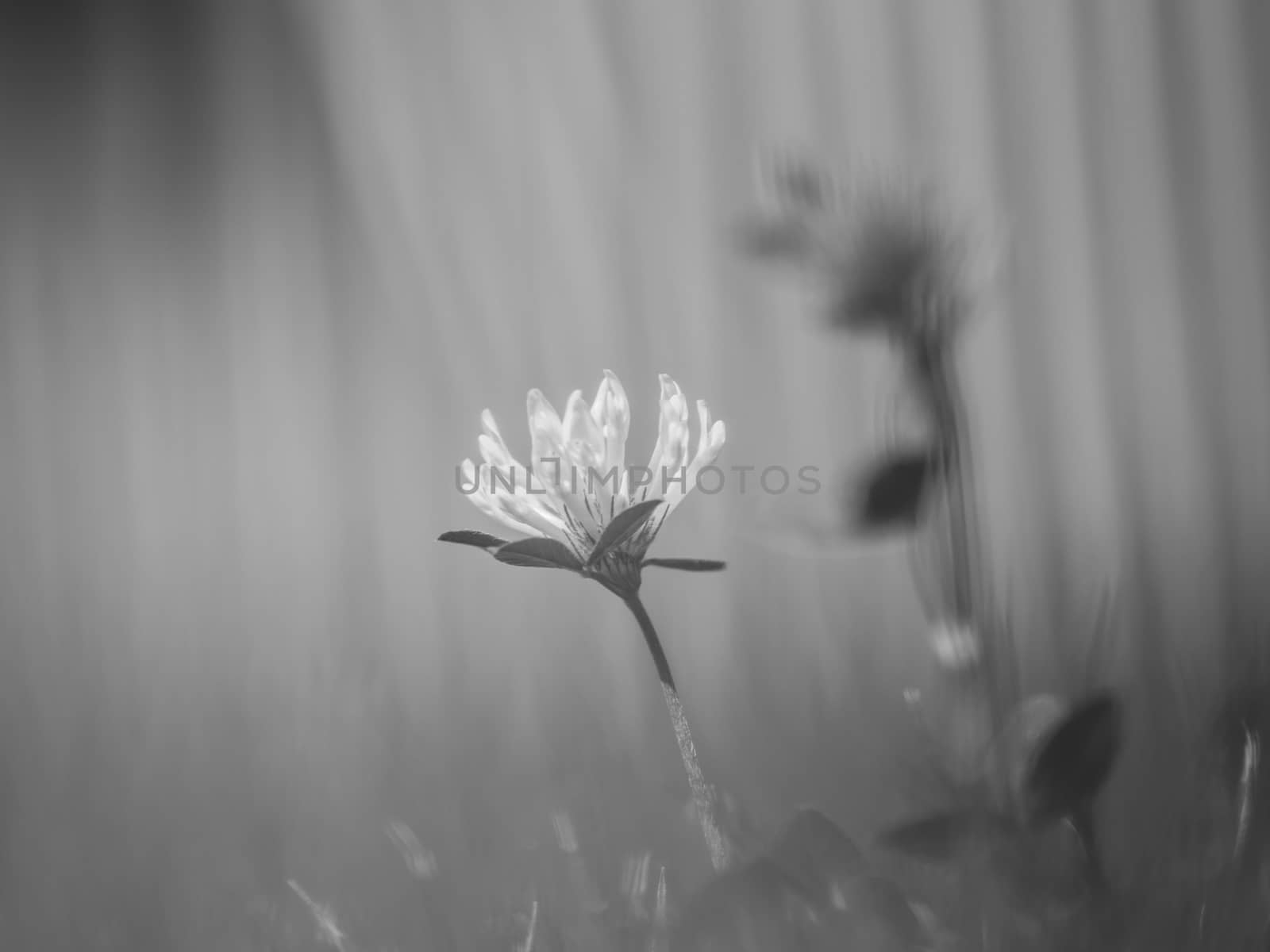 Clover blossom flowers on the green grass meadow. Black and white photo