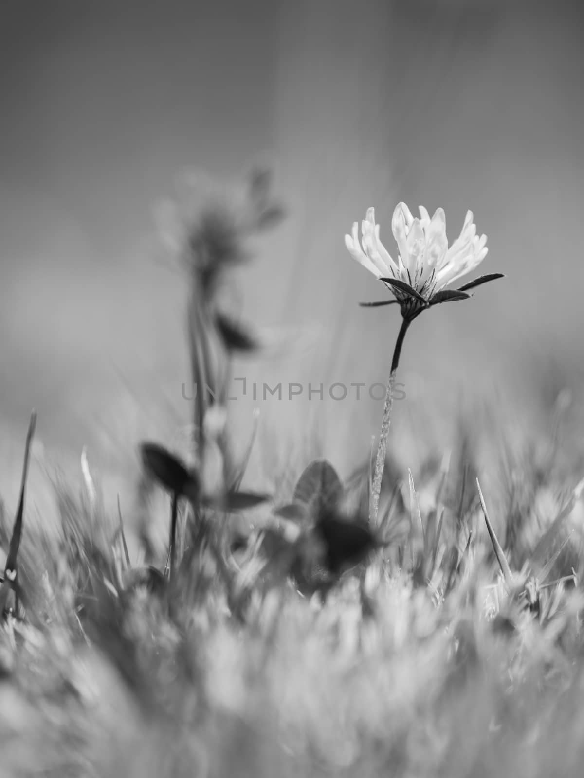 Light  red clover flower surrounded by grass straws. Black and white photo
