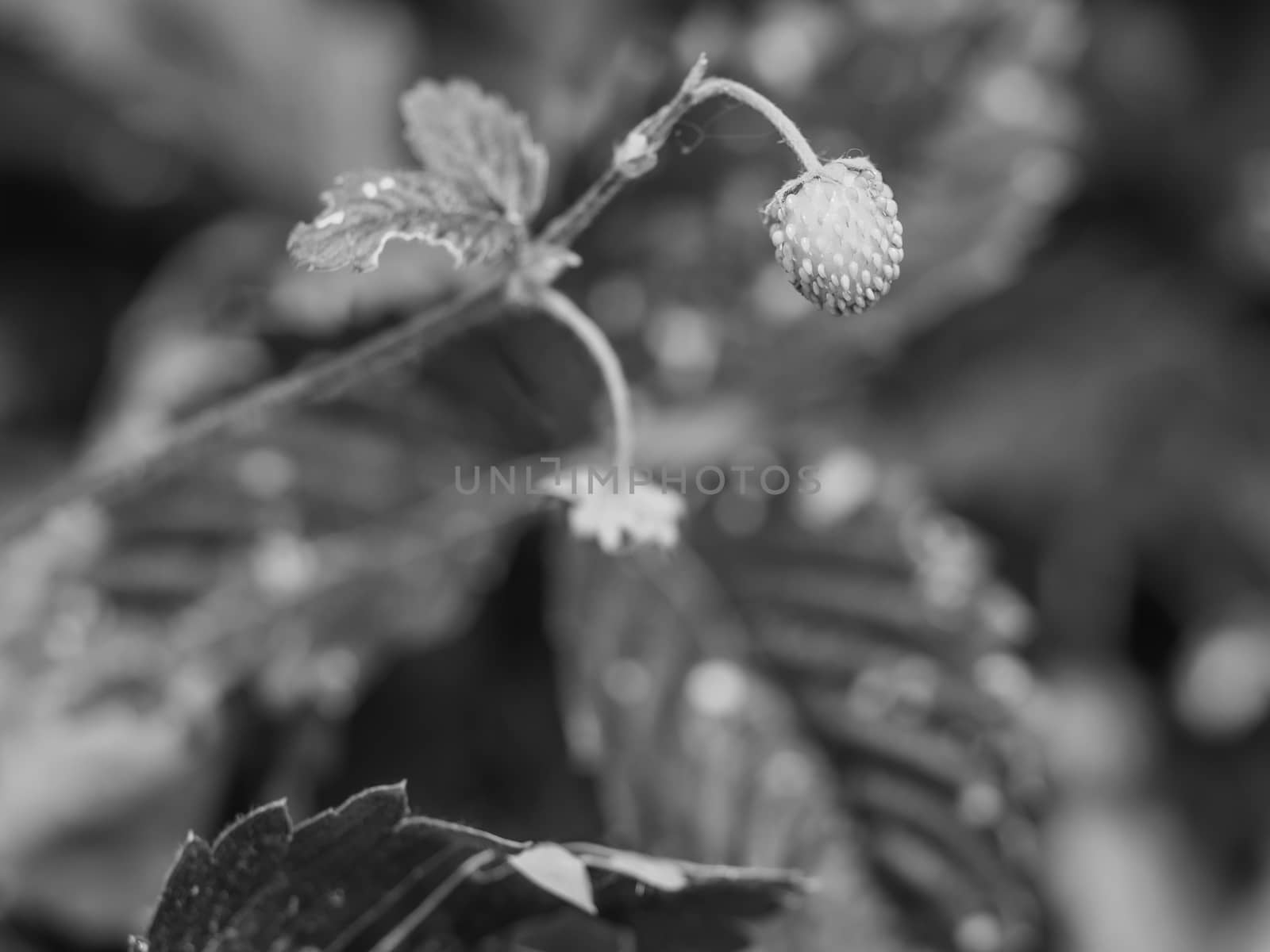 Wild strawberry flower bushes with fruit. Morning dew drops, bokeh with flowers. Abstract black and white photo