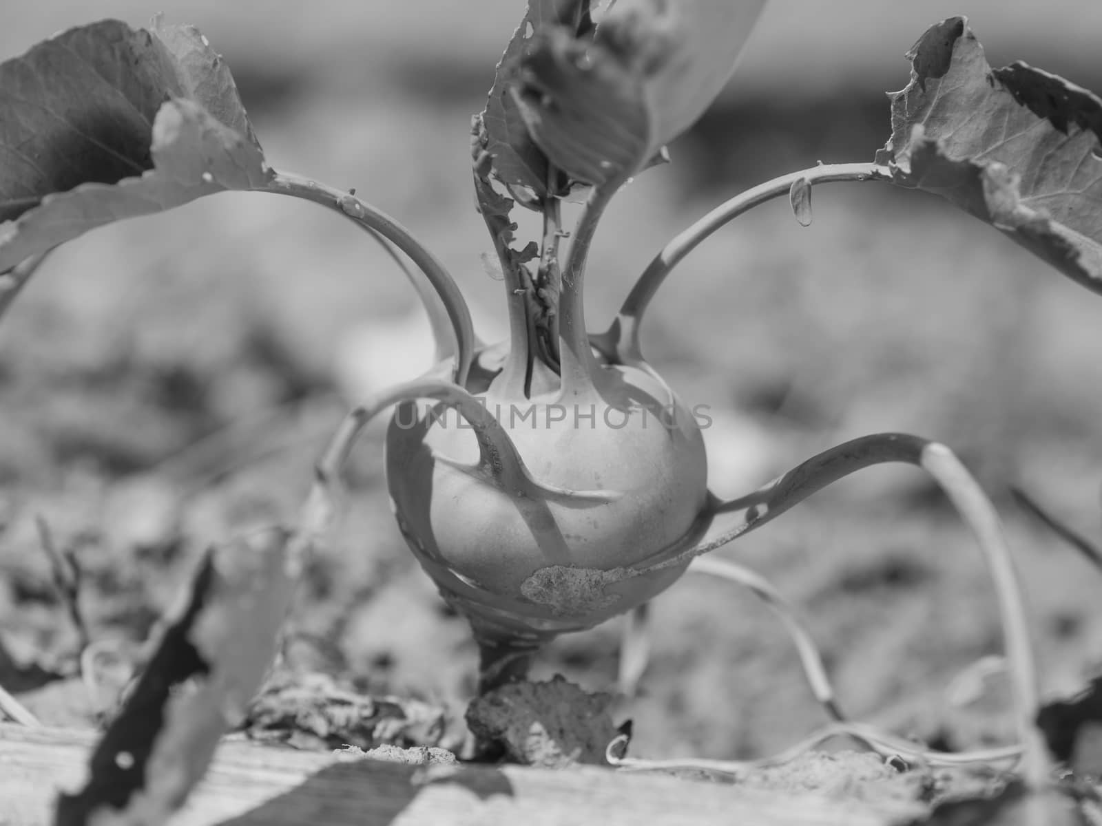 Kohlrabi cabbage growing in garden. Kohlrabi or turnip cabbage in vegetable bed. Black and white photo