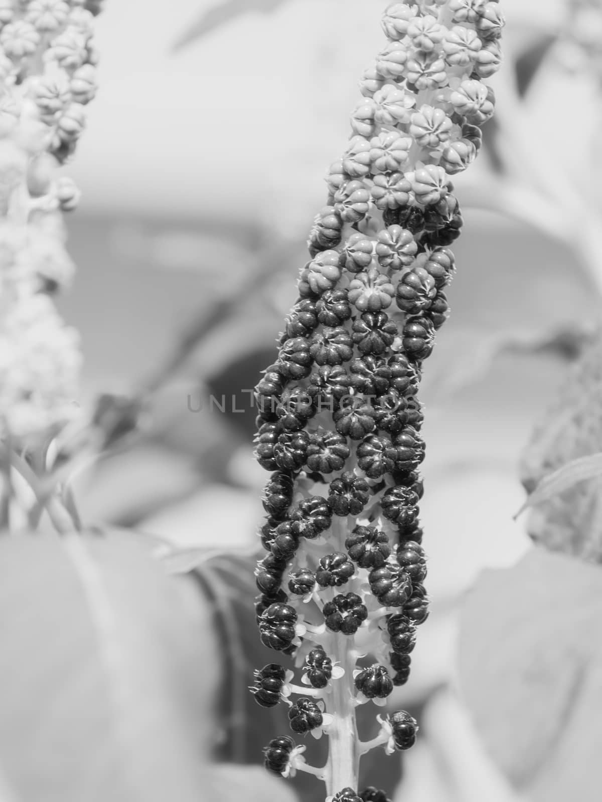 Indian pokeweed (Phytolacca acinosa). Plant has antiasthmatic, antifungal, expectorant, antibacterial and laxative properties. Black and white photo