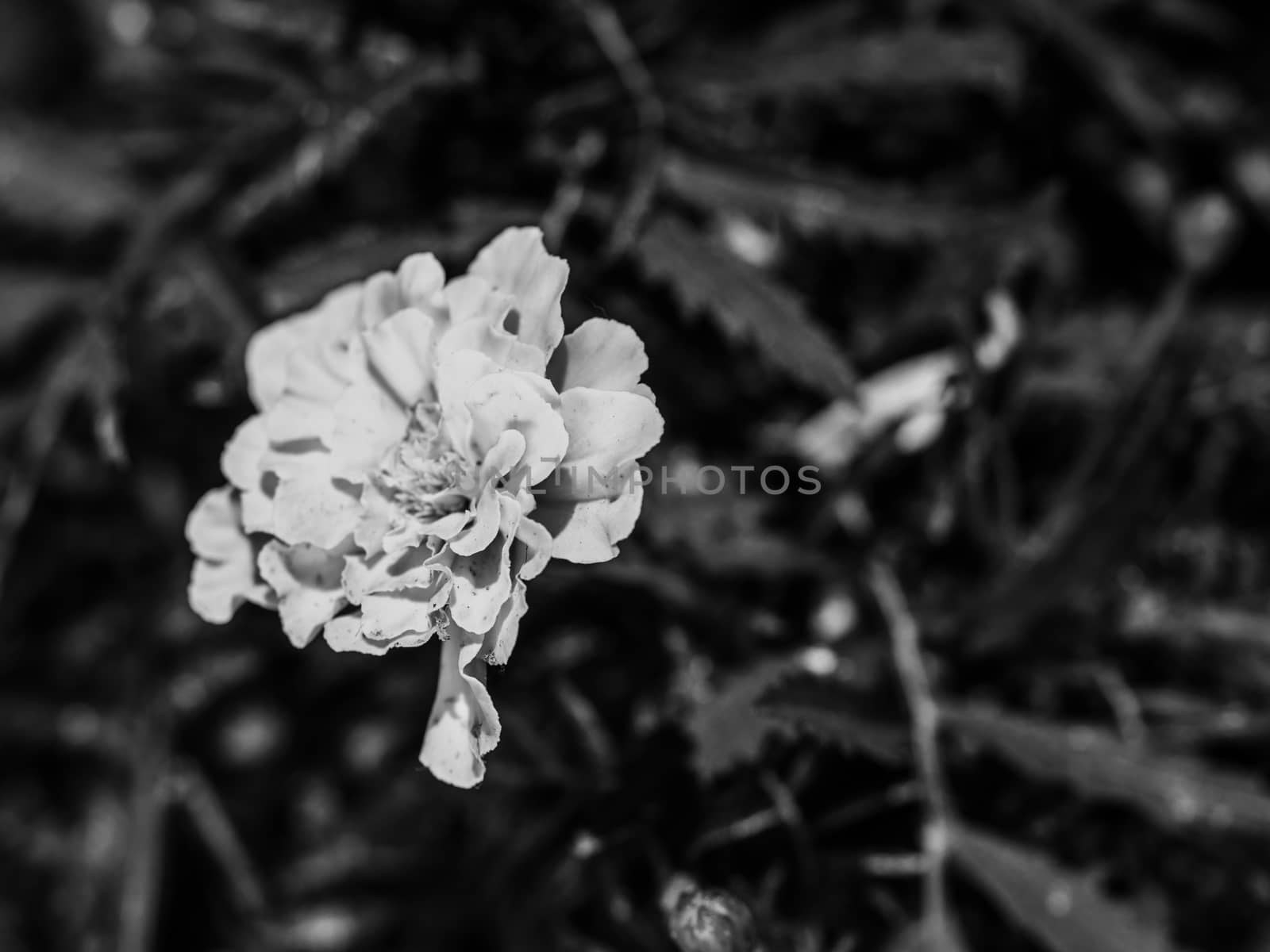Bloomin tagetes in the garden. Tagetes garden flowers. Popular magical smell flowers. Black and white photo