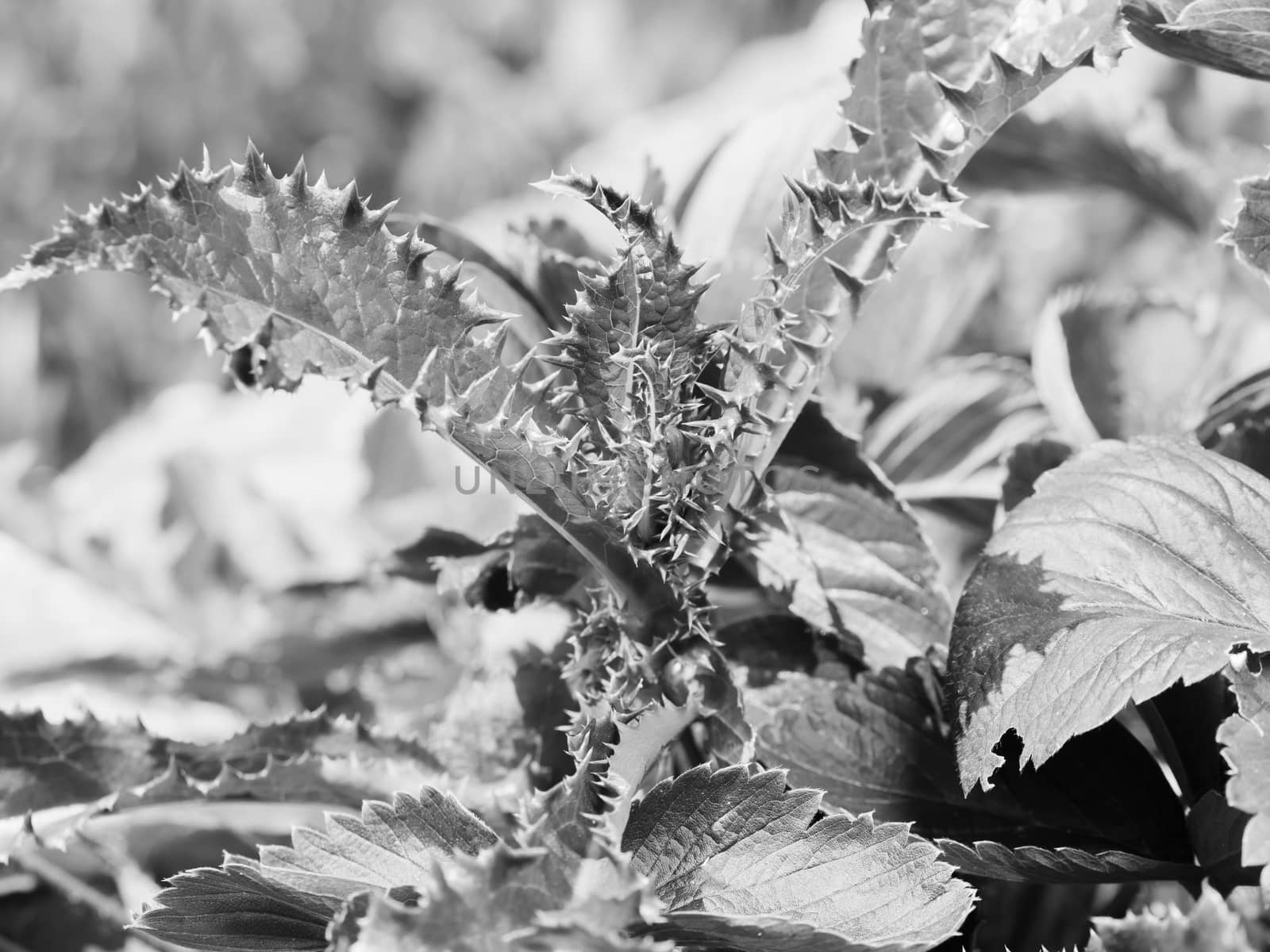 Plumeless thistle (Carduus) green leaves. Spiny and hairy plant. The plant opening in spring. Black and white photo