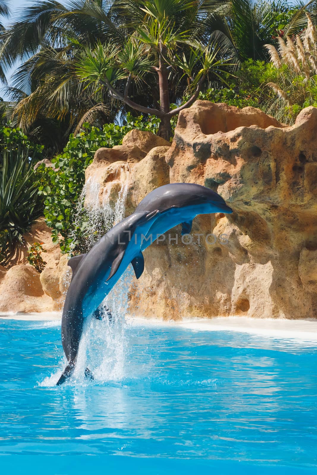 two jumping dolphins in blue water