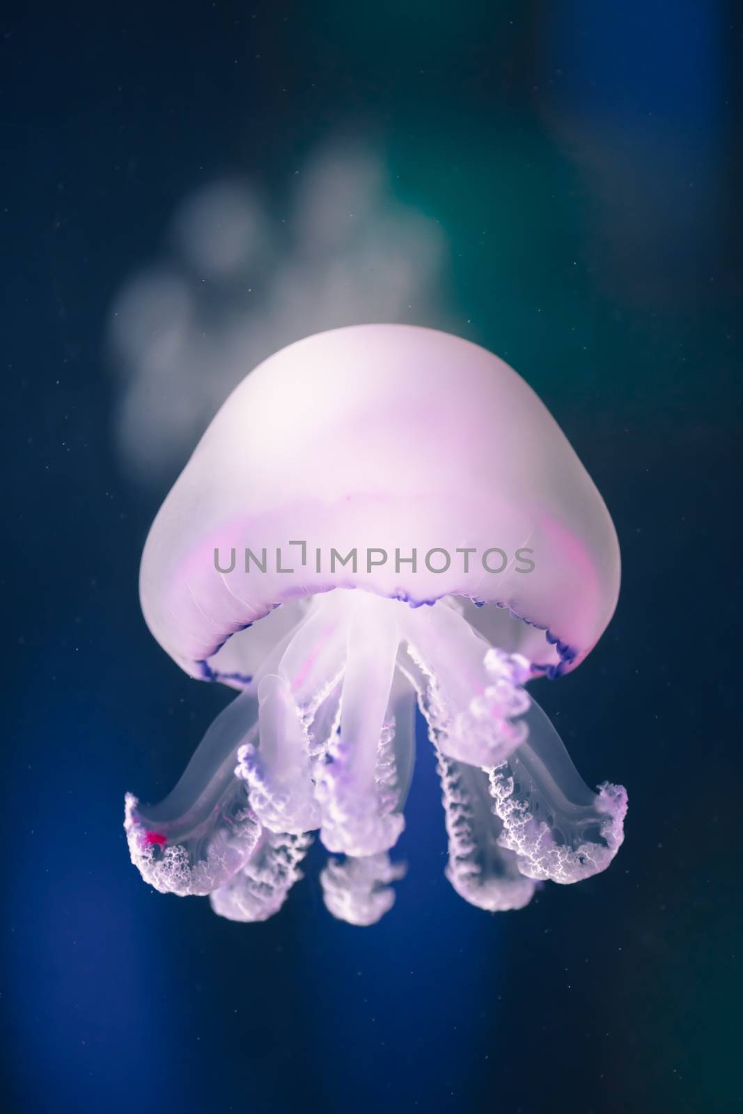 jellyfish rhizostoma pulmo underwater