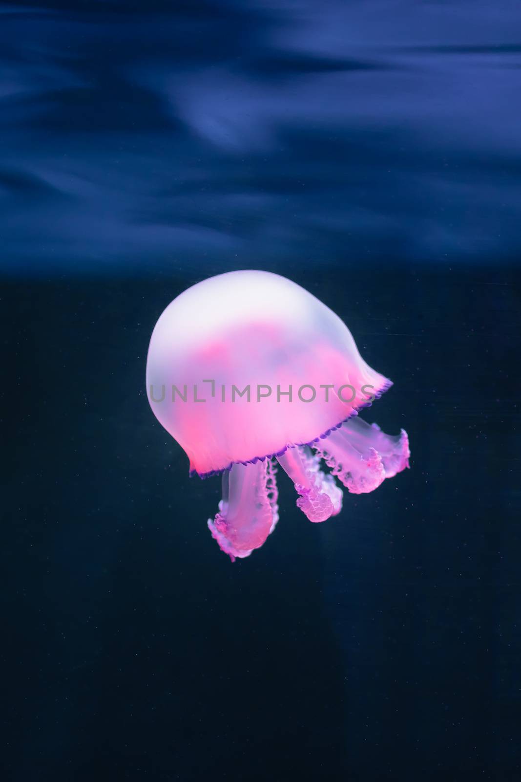 purple jellyfish rhizostoma pulmo underwater