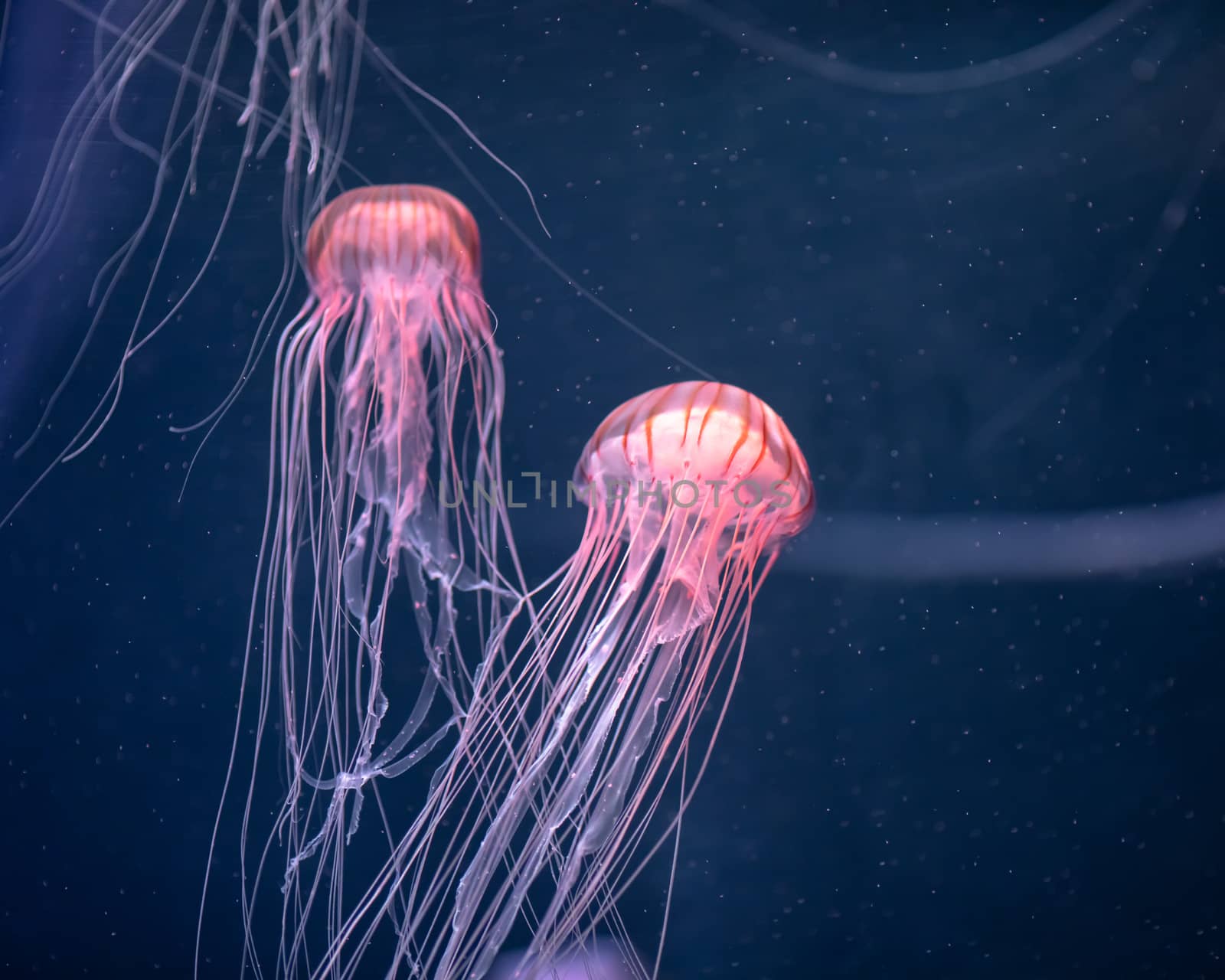 glowing jellyfish chrysaora pacifica underwater by nikkytok