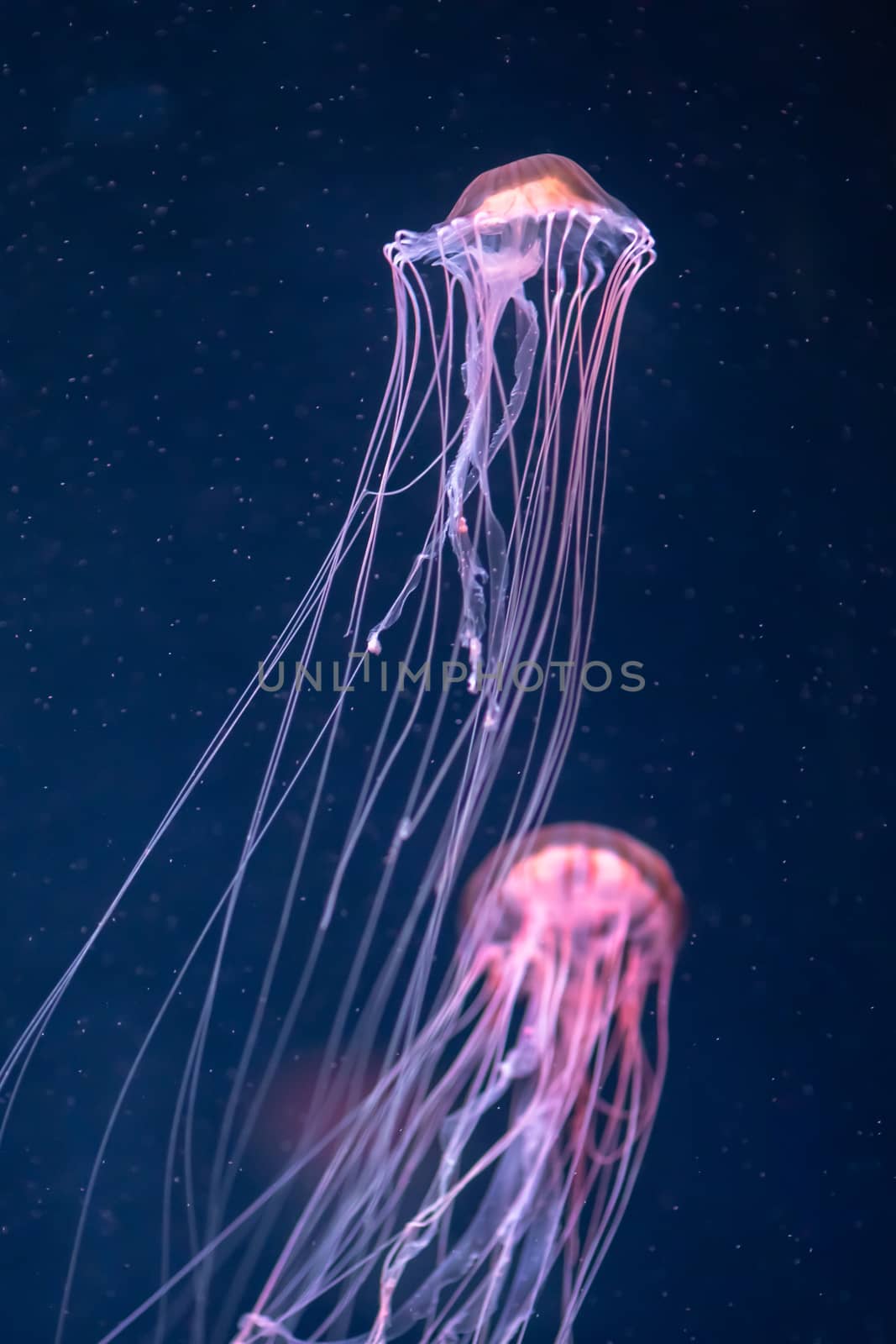 glowing jellyfish chrysaora pacifica underwater by nikkytok
