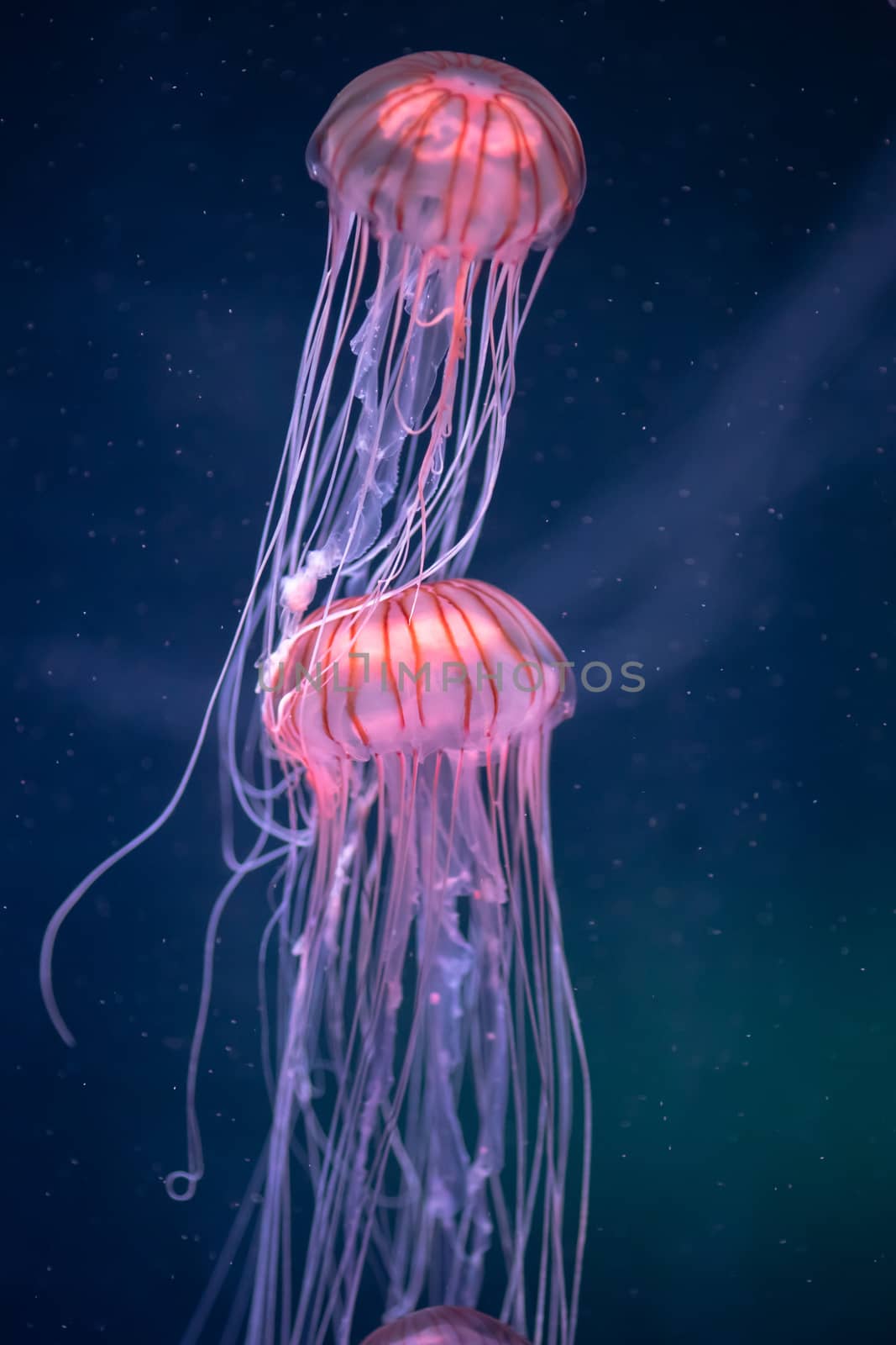 glowing jellyfish chrysaora pacifica underwater by nikkytok