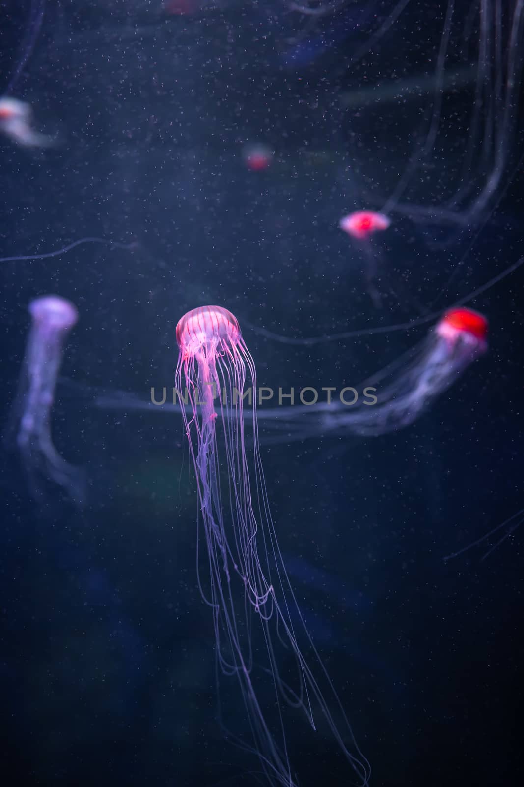 glowing jellyfish chrysaora pacifica underwater by nikkytok