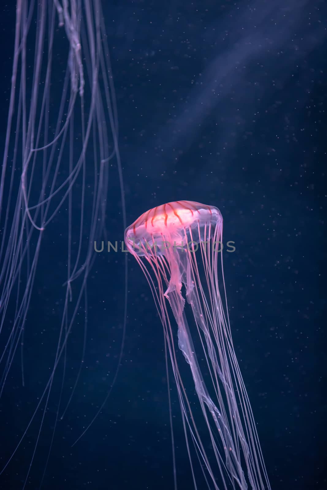 glowing jellyfish chrysaora pacifica underwater by nikkytok