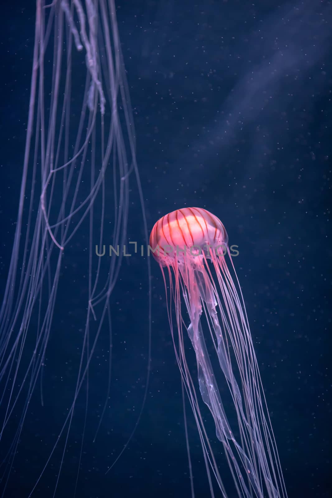 glowing jellyfish chrysaora pacifica underwater by nikkytok
