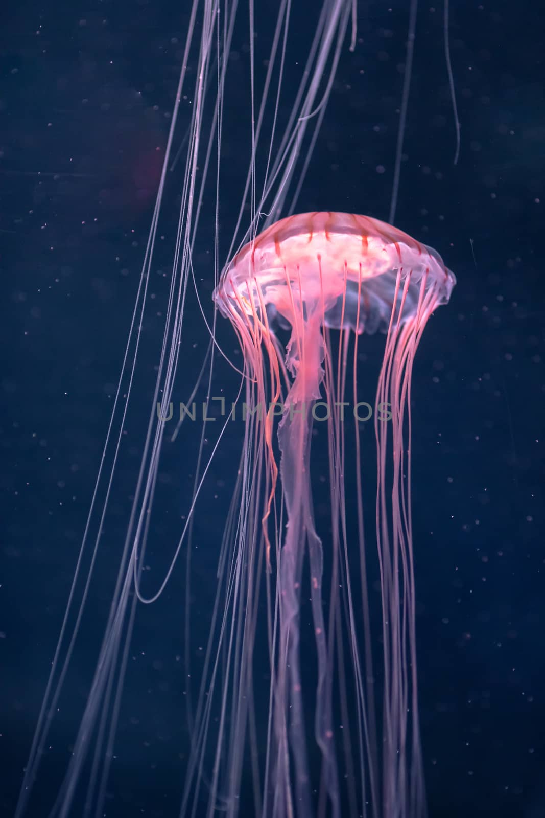 glowing jellyfish chrysaora pacifica underwater by nikkytok