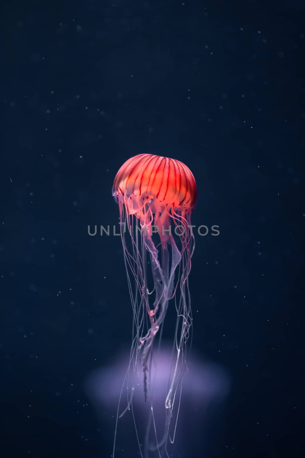 glowing jellyfish chrysaora pacifica underwater by nikkytok