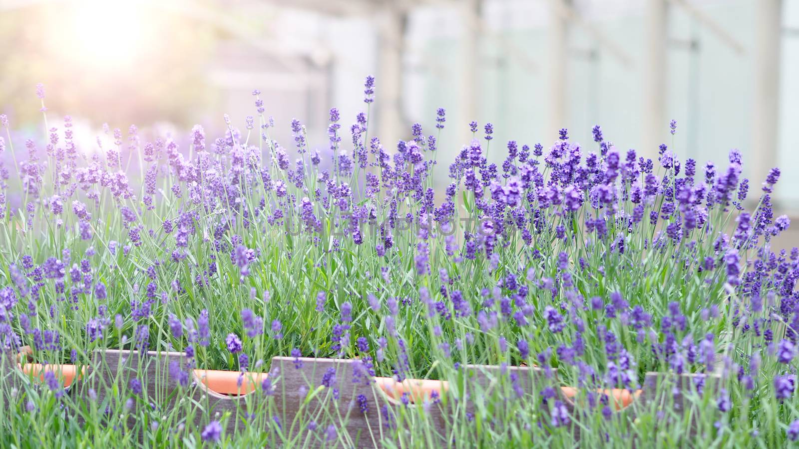 Lavender flower blooming with sunlight outdoor. by gnepphoto