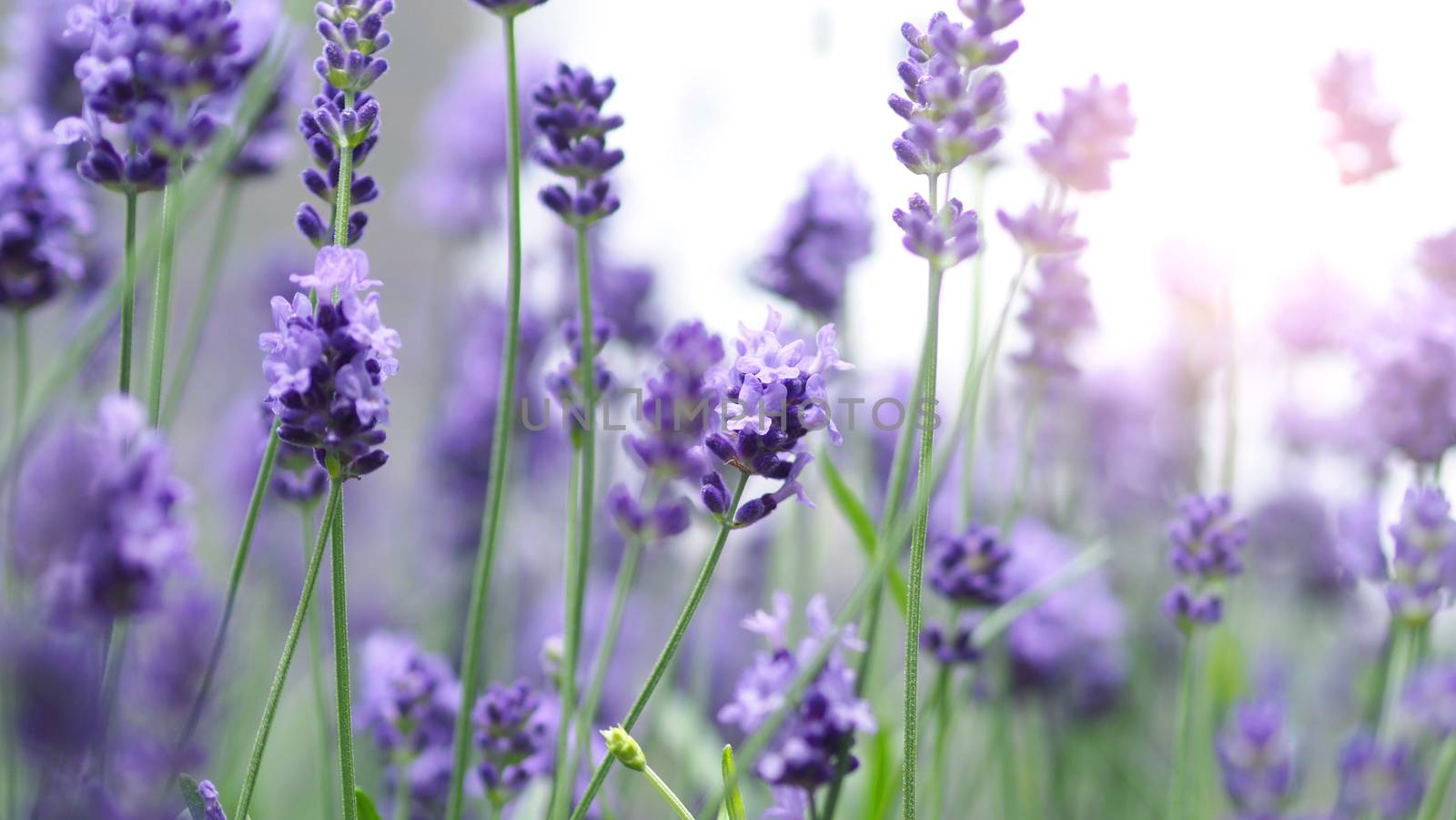 Bright and colorful of violet lavender flower blooming and fragrance with sunlight outdoor.