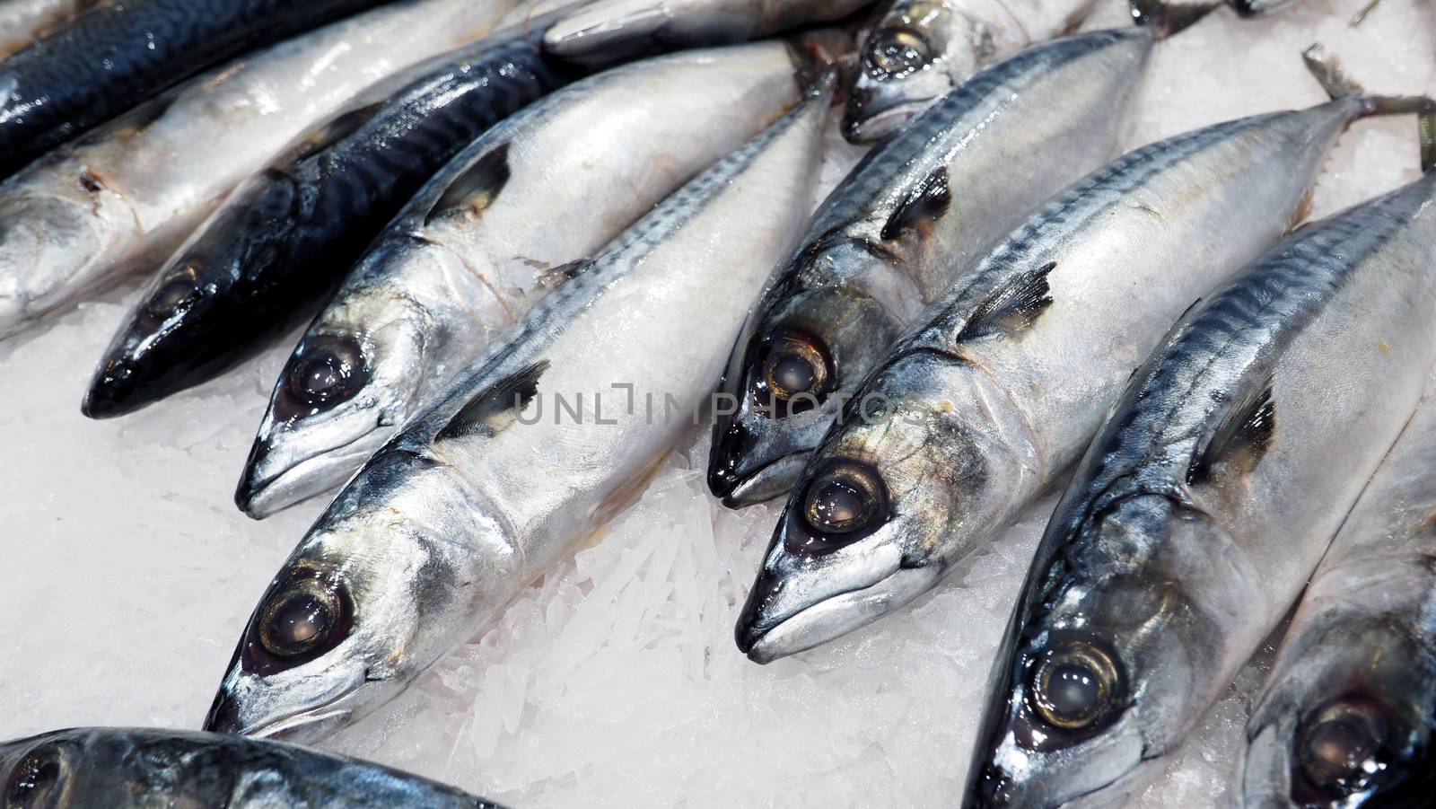 Raw clean and fresh of japanese saba fish on cold ice for healthy food.