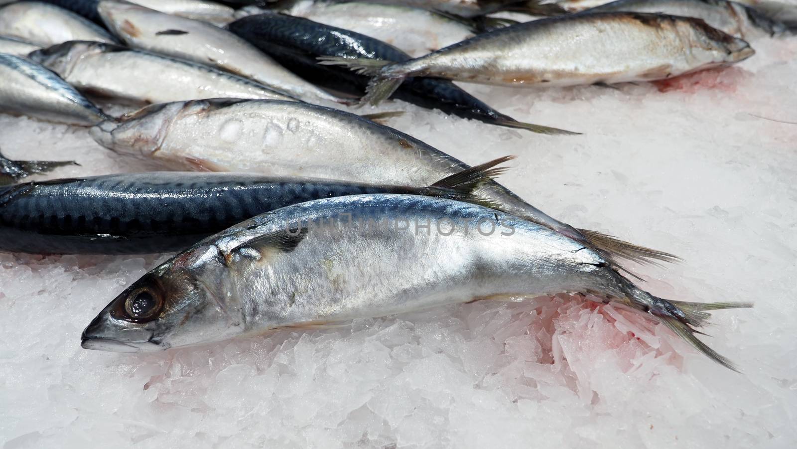 Raw clean and fresh of japanese saba fish on cold ice for healthy food.