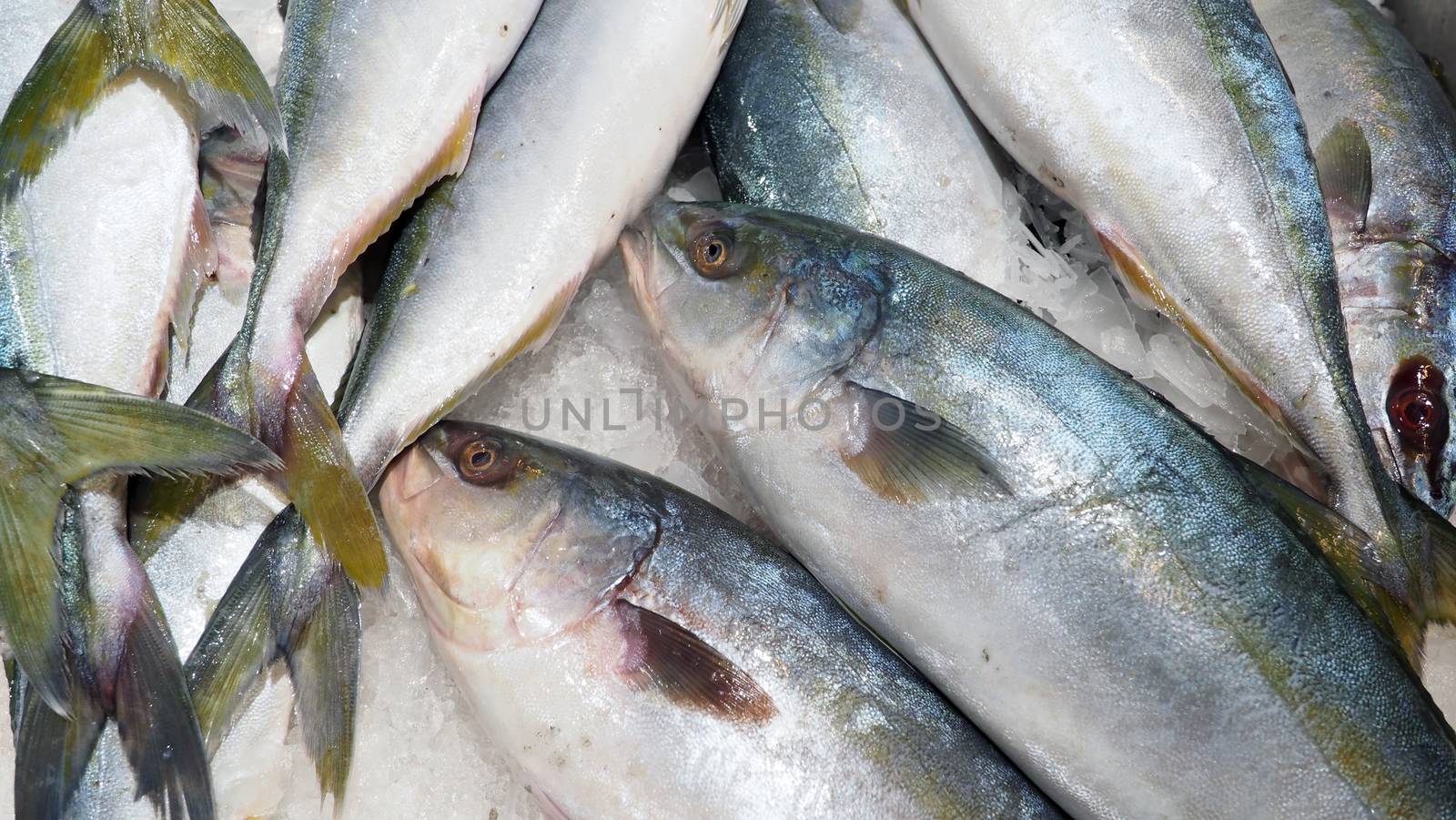 Raw japanese saba fish on cold ice by gnepphoto