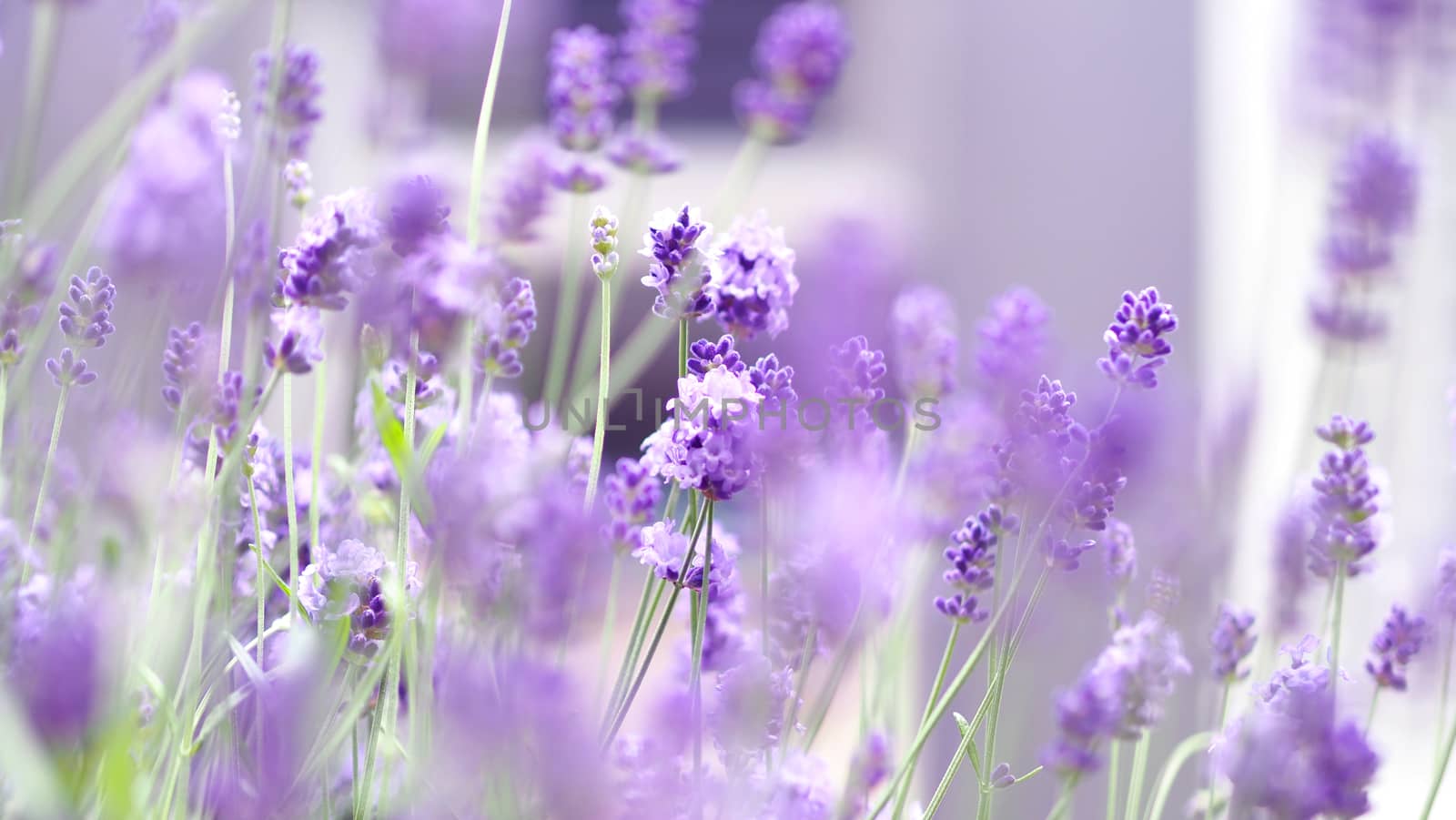 Lavender flowers blooming purple color good fragrant by gnepphoto