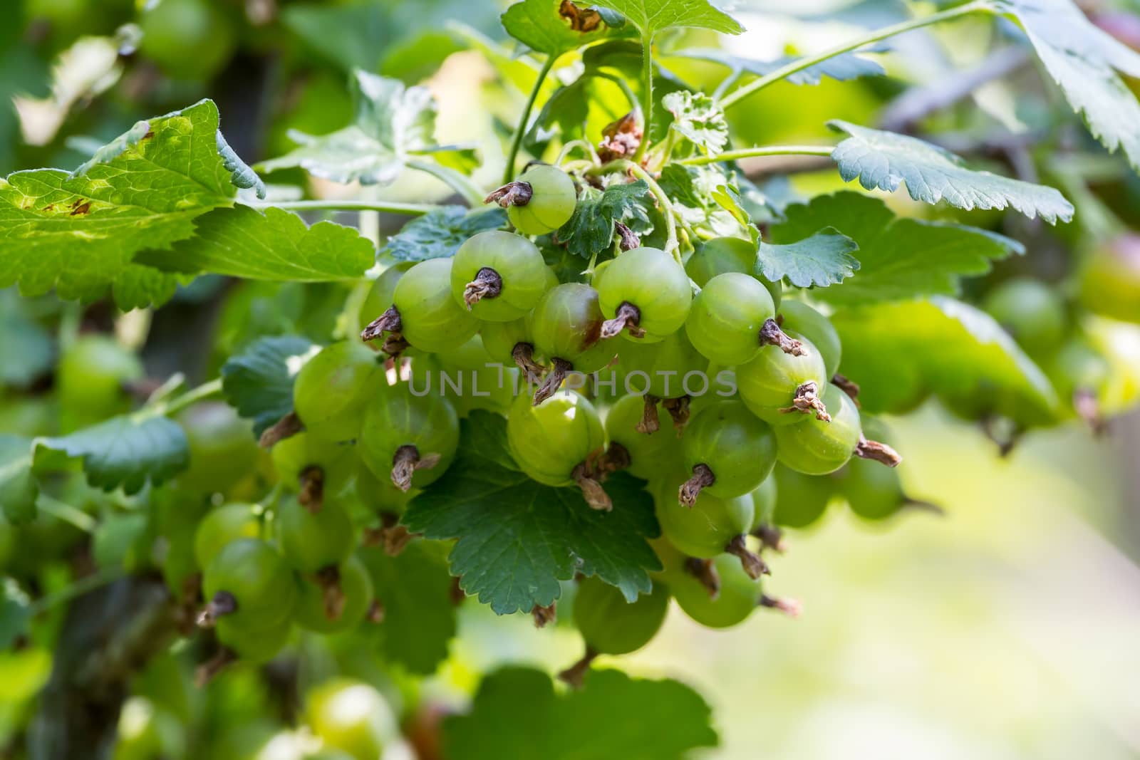 Mature gooseberry fruit on the bush by Digoarpi