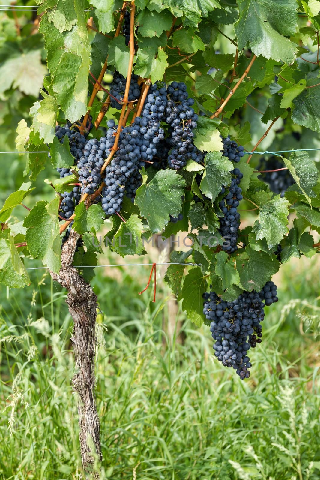 Fine bunch of blue grapes by Digoarpi