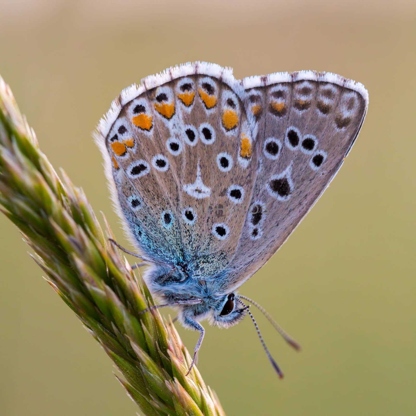 Close up of a beautiful butterfly (Common Blue,Polyommatus icarus) by Digoarpi
