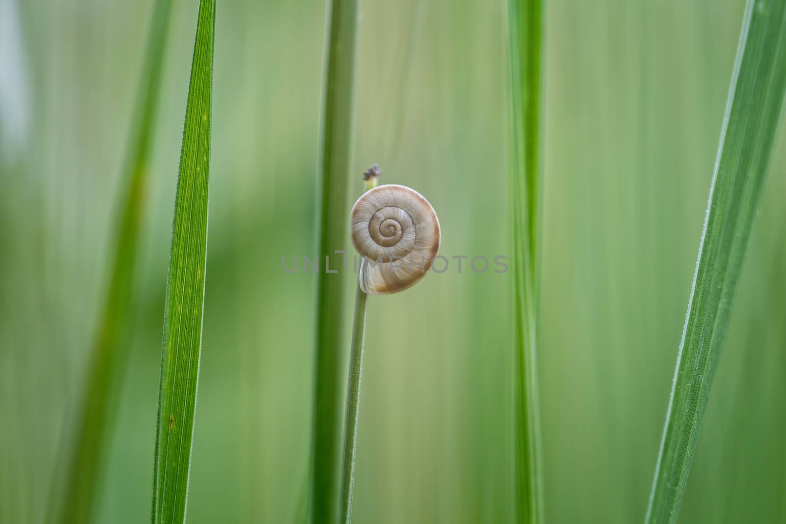 Small snail on the plant by Digoarpi