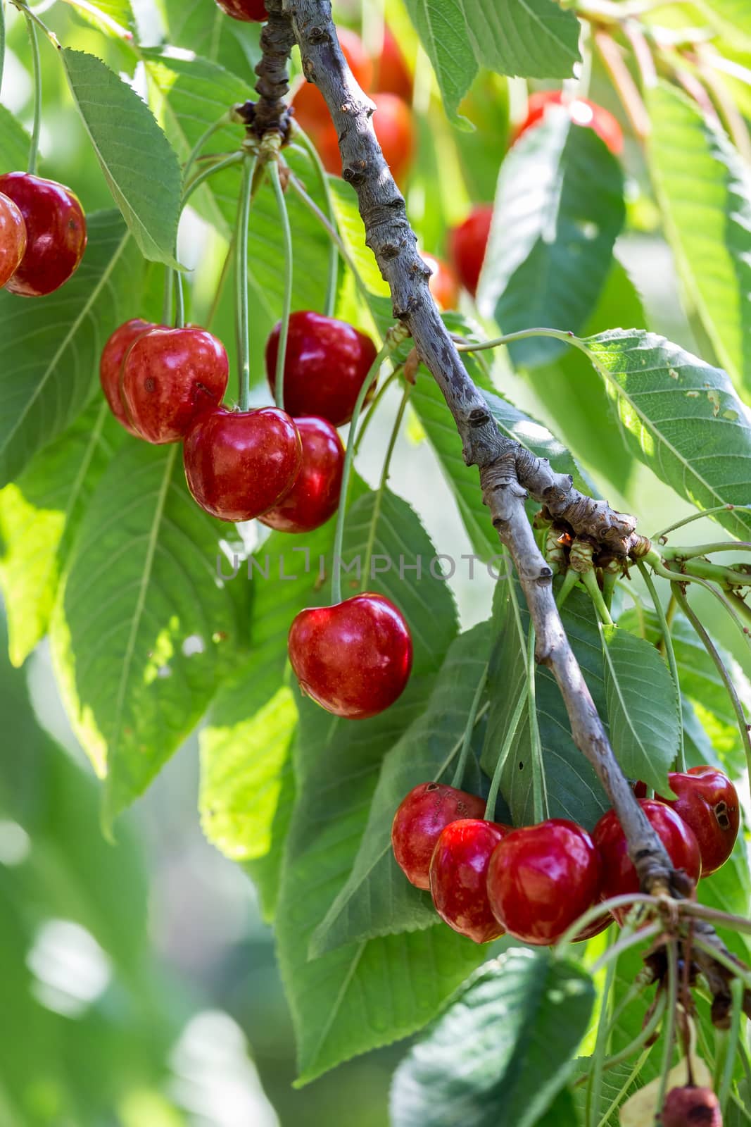 Red cherries in a tree