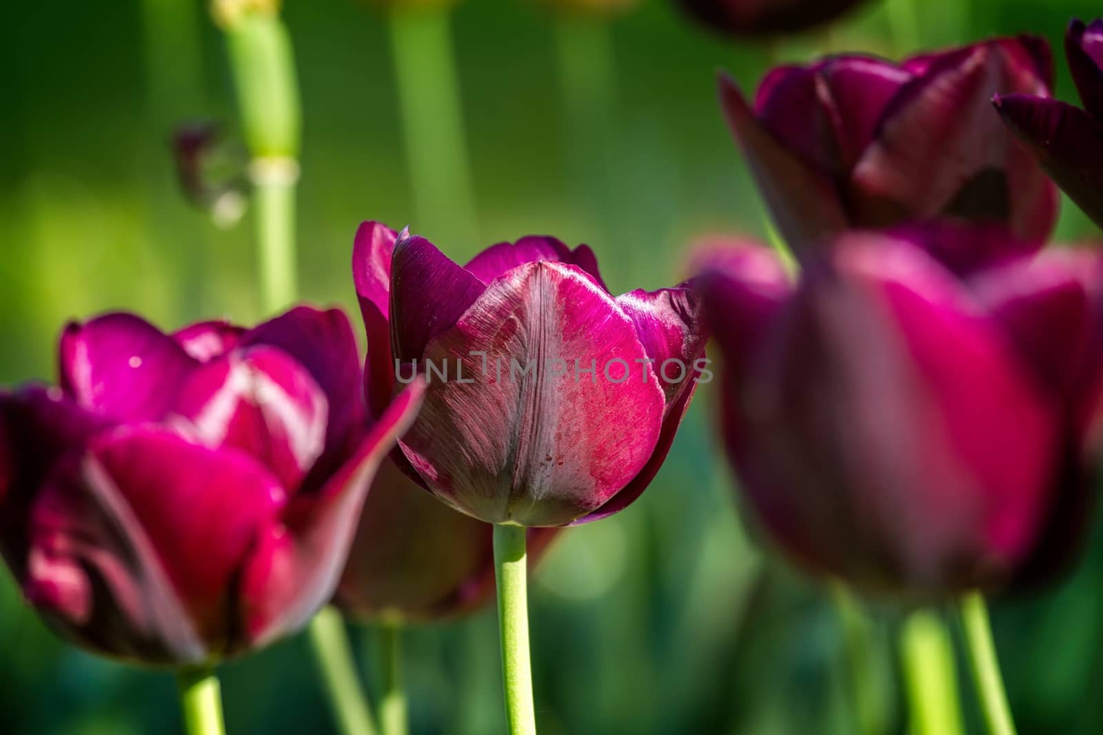 Purple tulips by Digoarpi