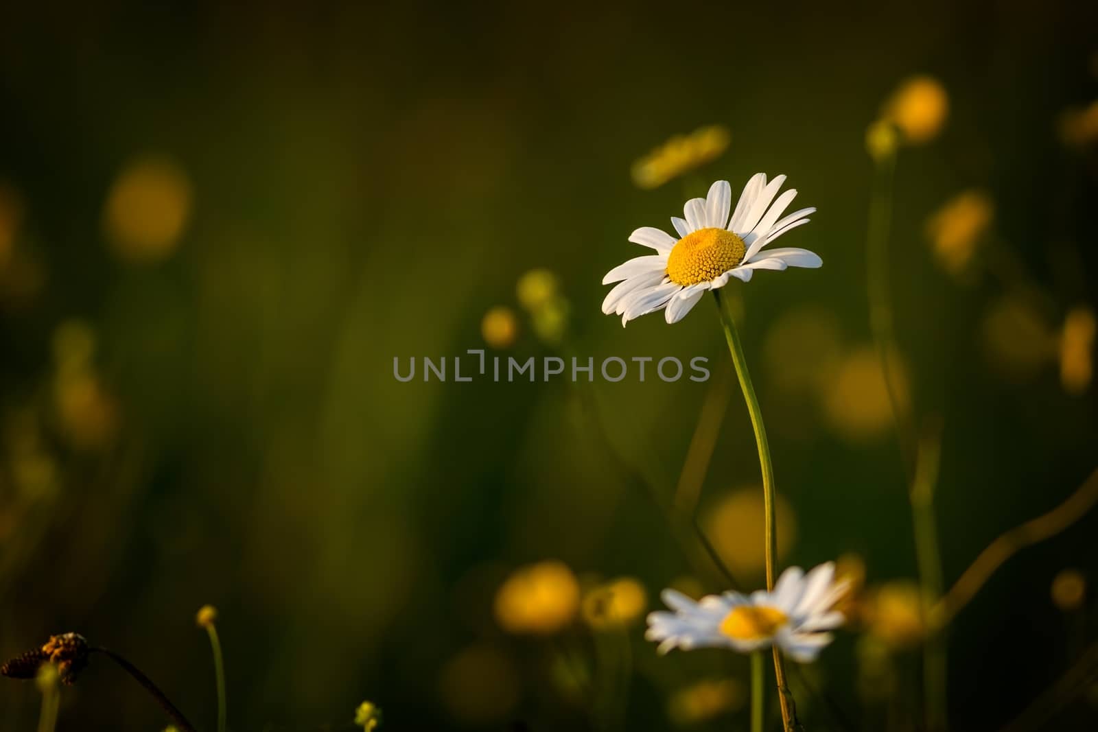Beautiful white daisy by Digoarpi