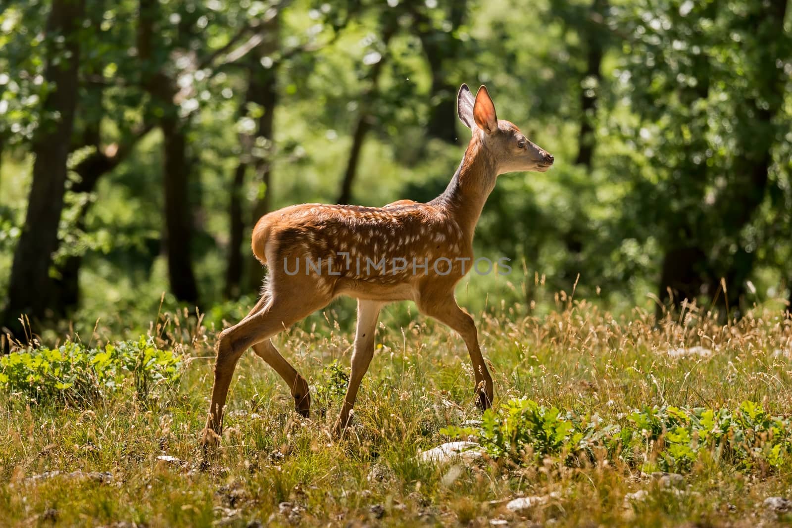 Young fawn on the forest by Digoarpi