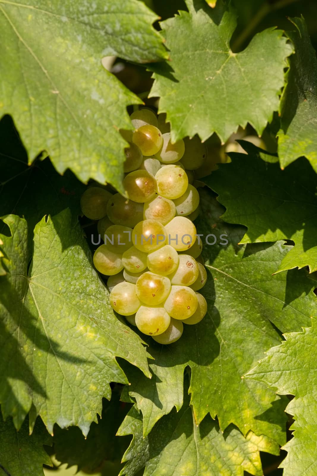 Tasty green Welschriesling grapes by Digoarpi