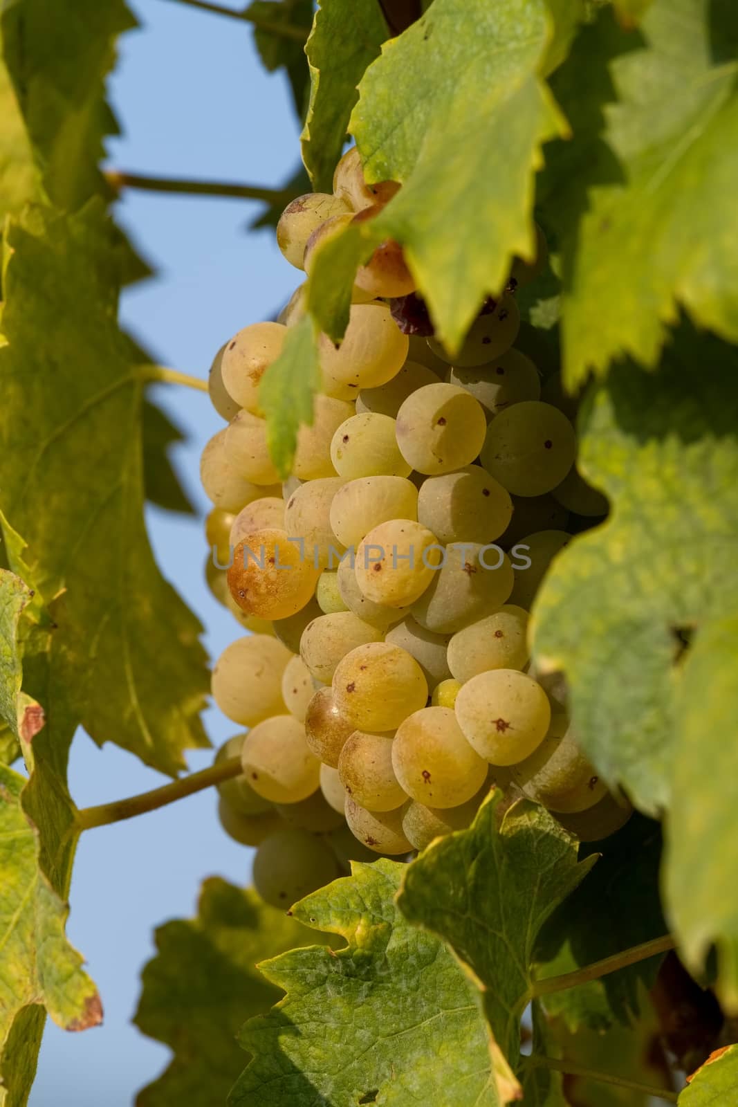 Tasty green Welschriesling grapes by Digoarpi