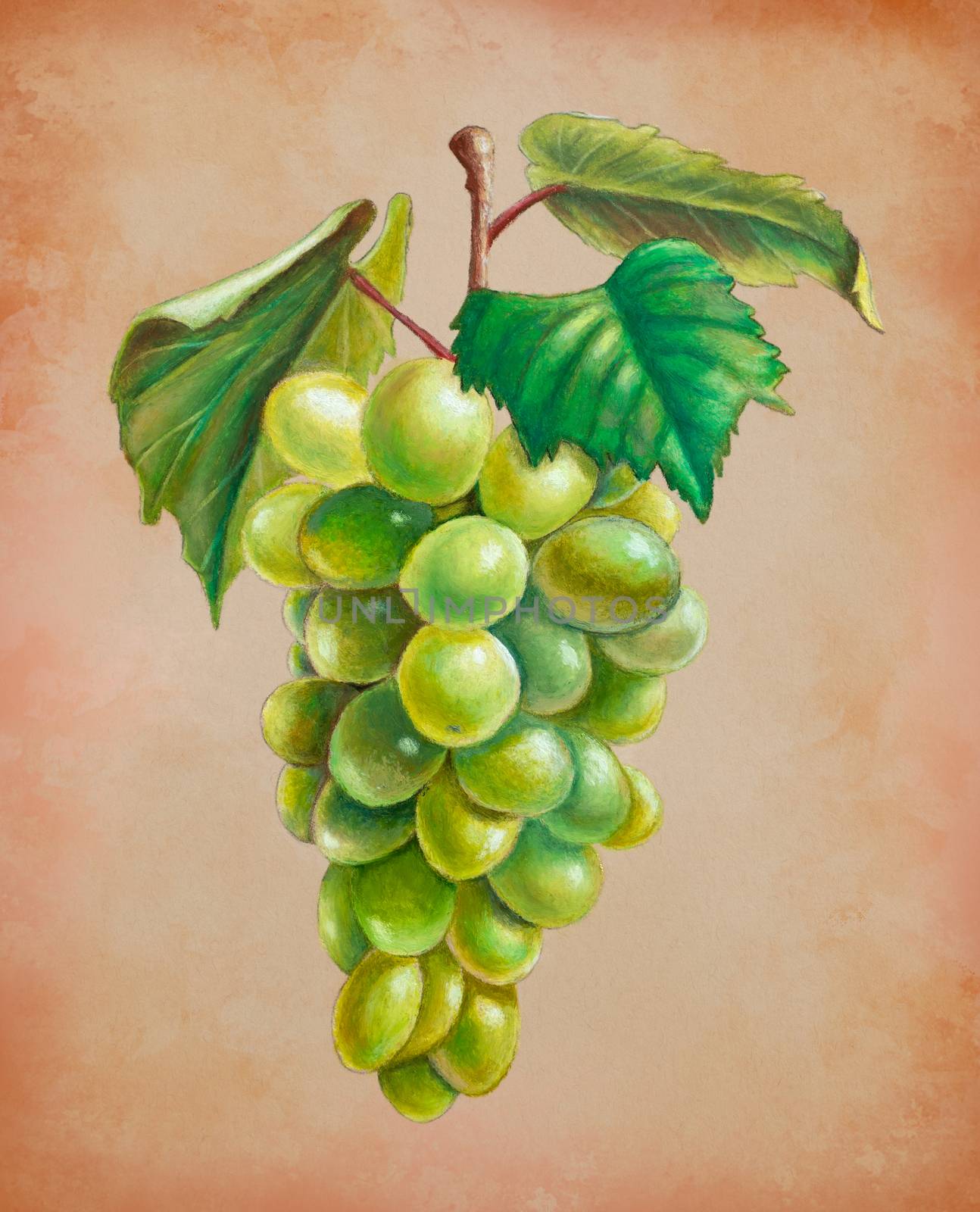 Oil pastel painting of some white grapes. Traditional illustration on toned paper.