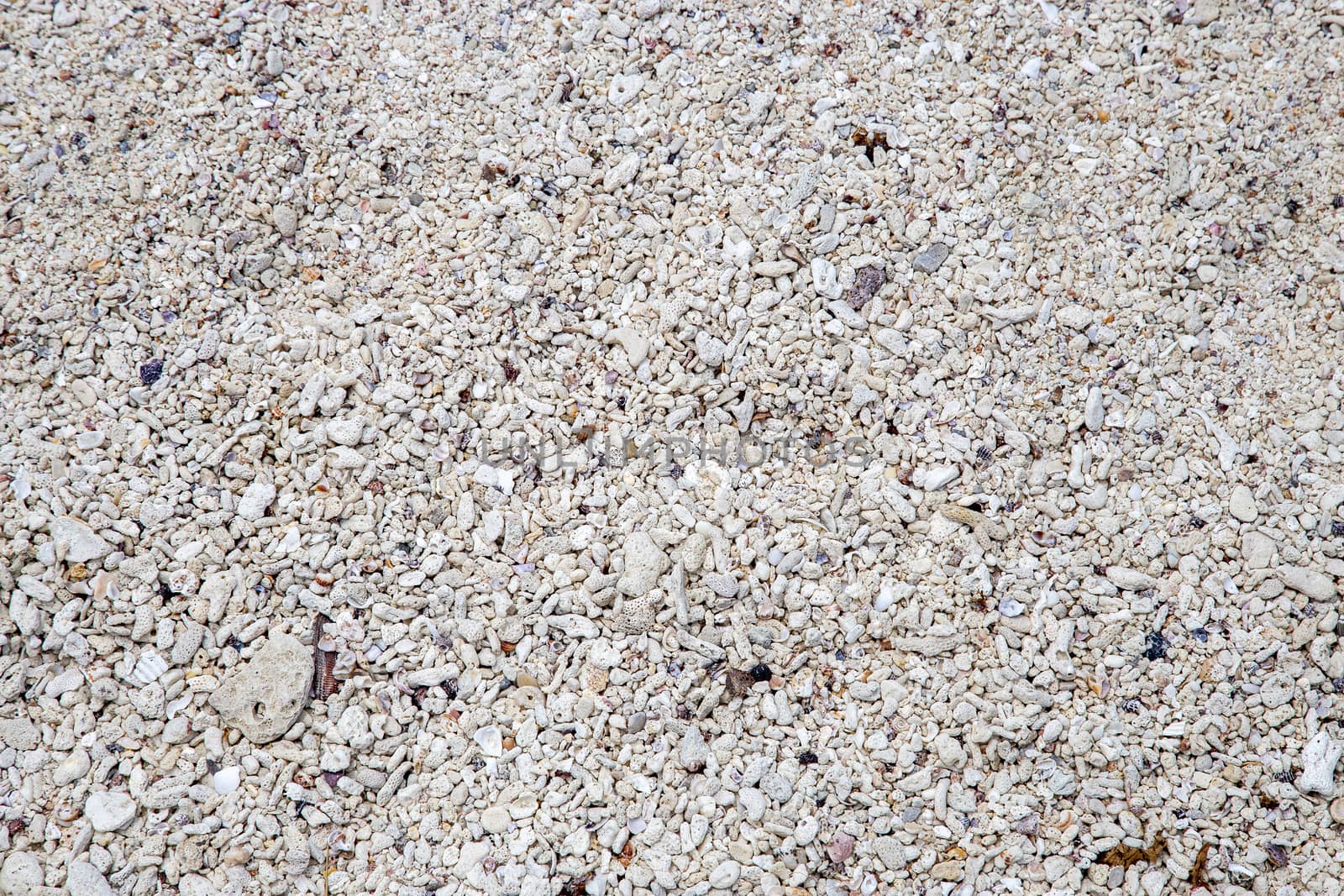 Background of shells, rocks and coral on beach