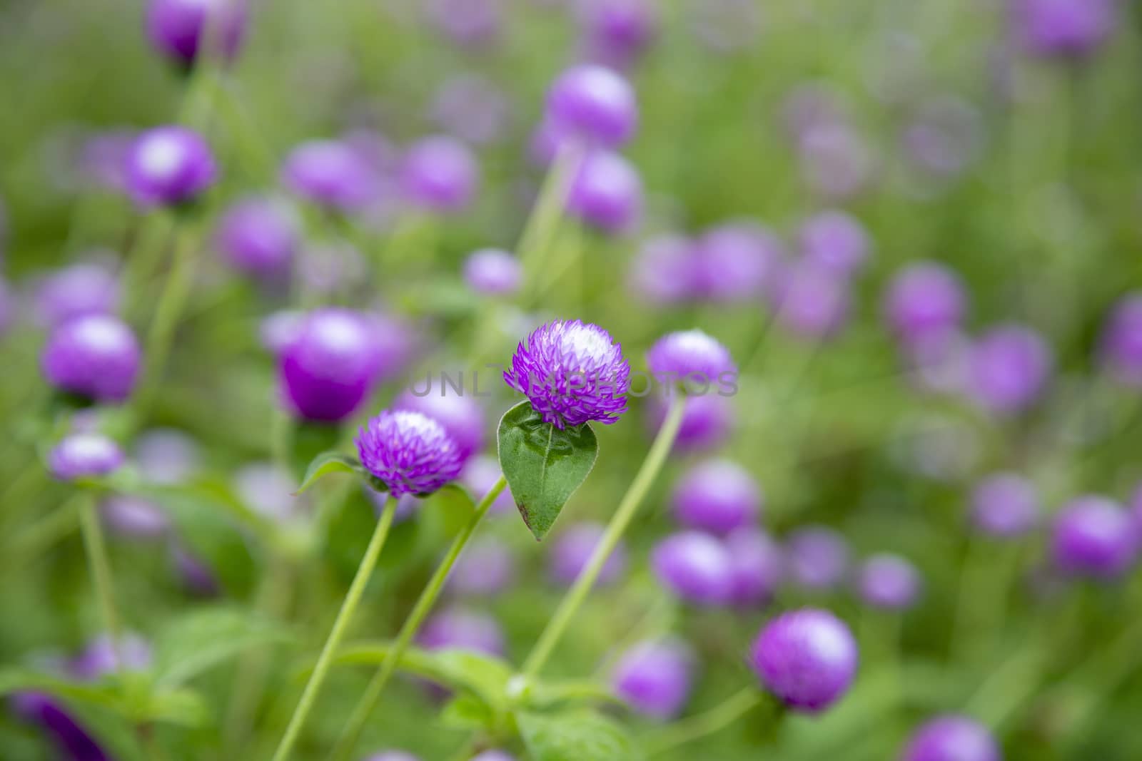 Closeup purple flowers (Gomphrena globosa) in the garden